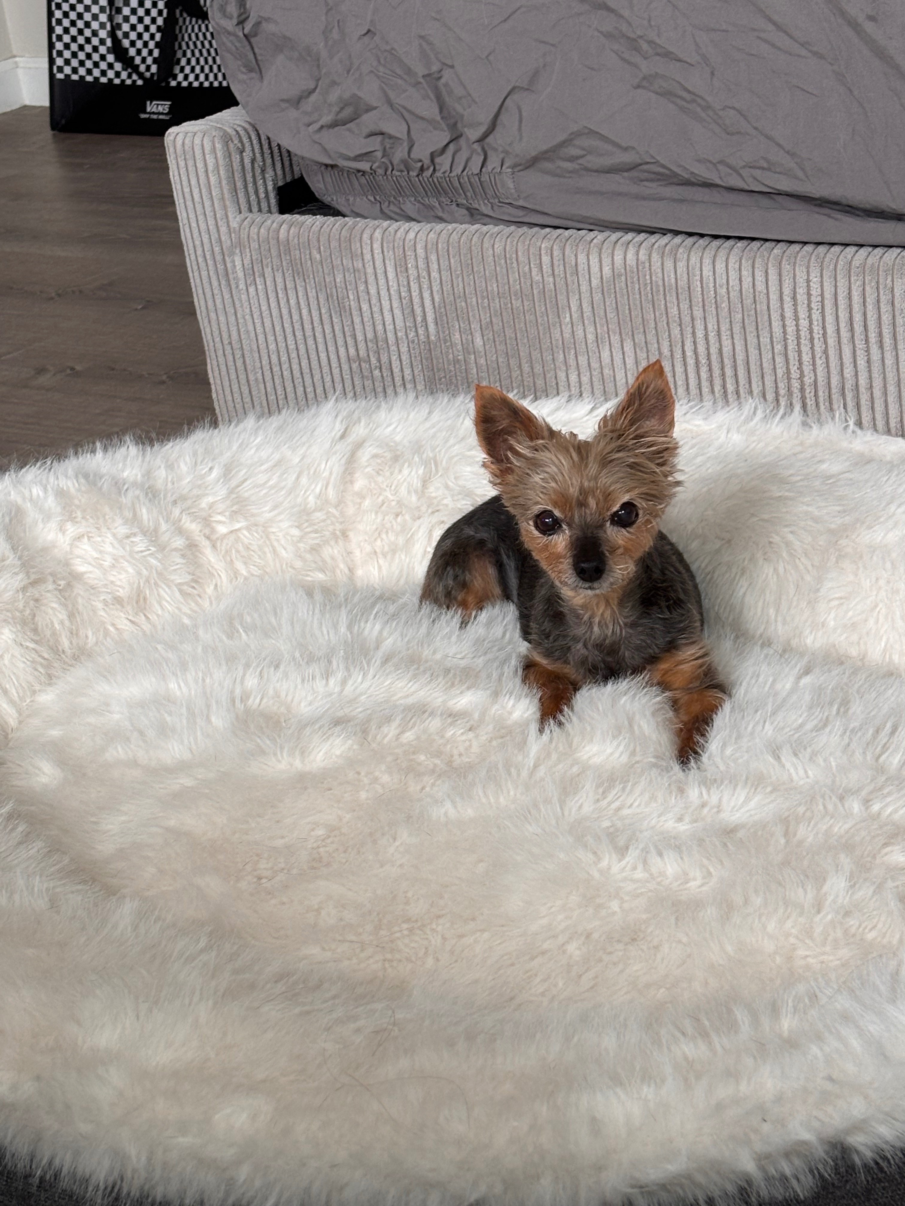 Help Aylie Get Urgent Surgery campaign photo, 7 of 8