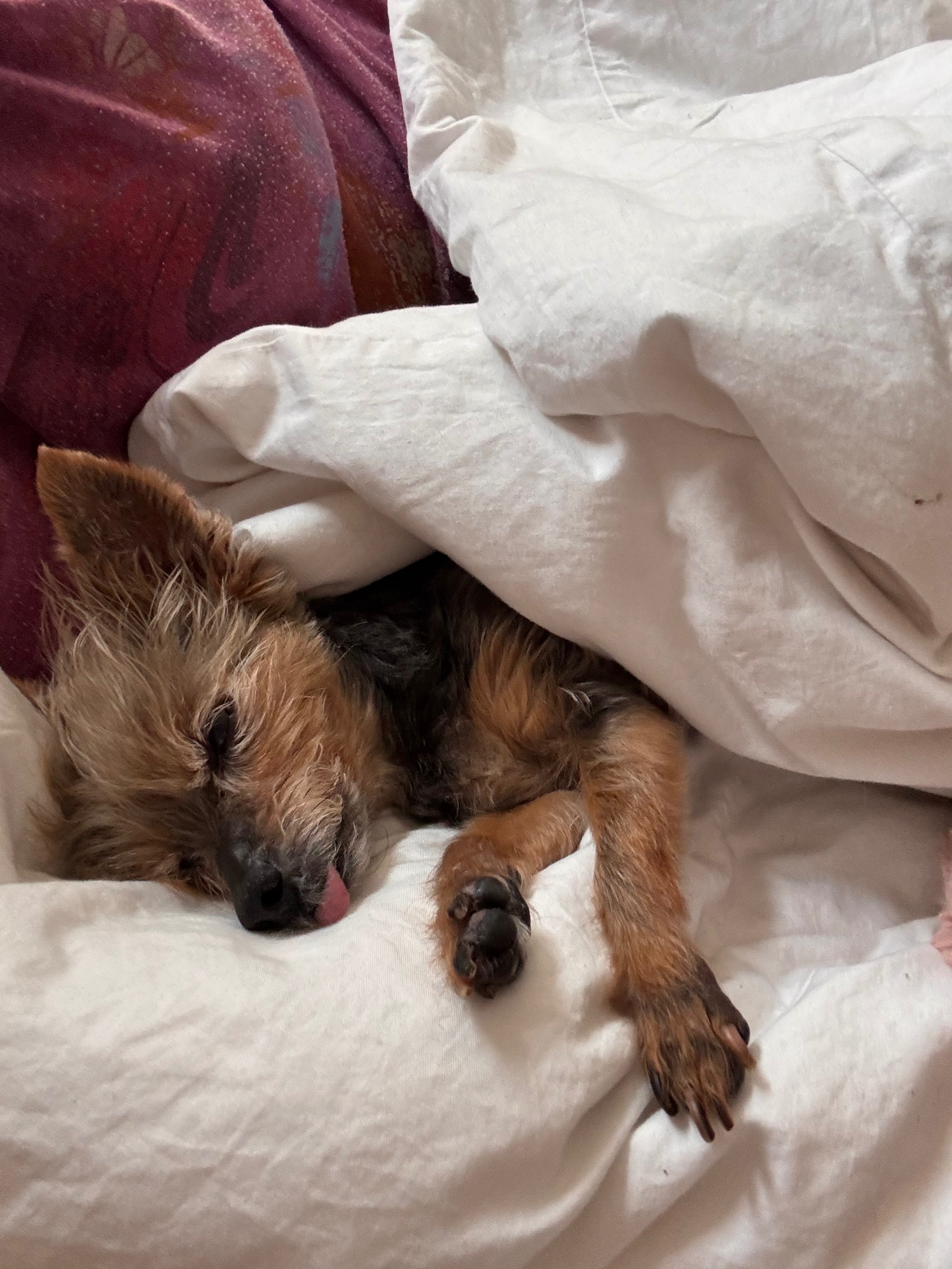 Help Aylie Get Urgent Surgery campaign photo, 4 of 8