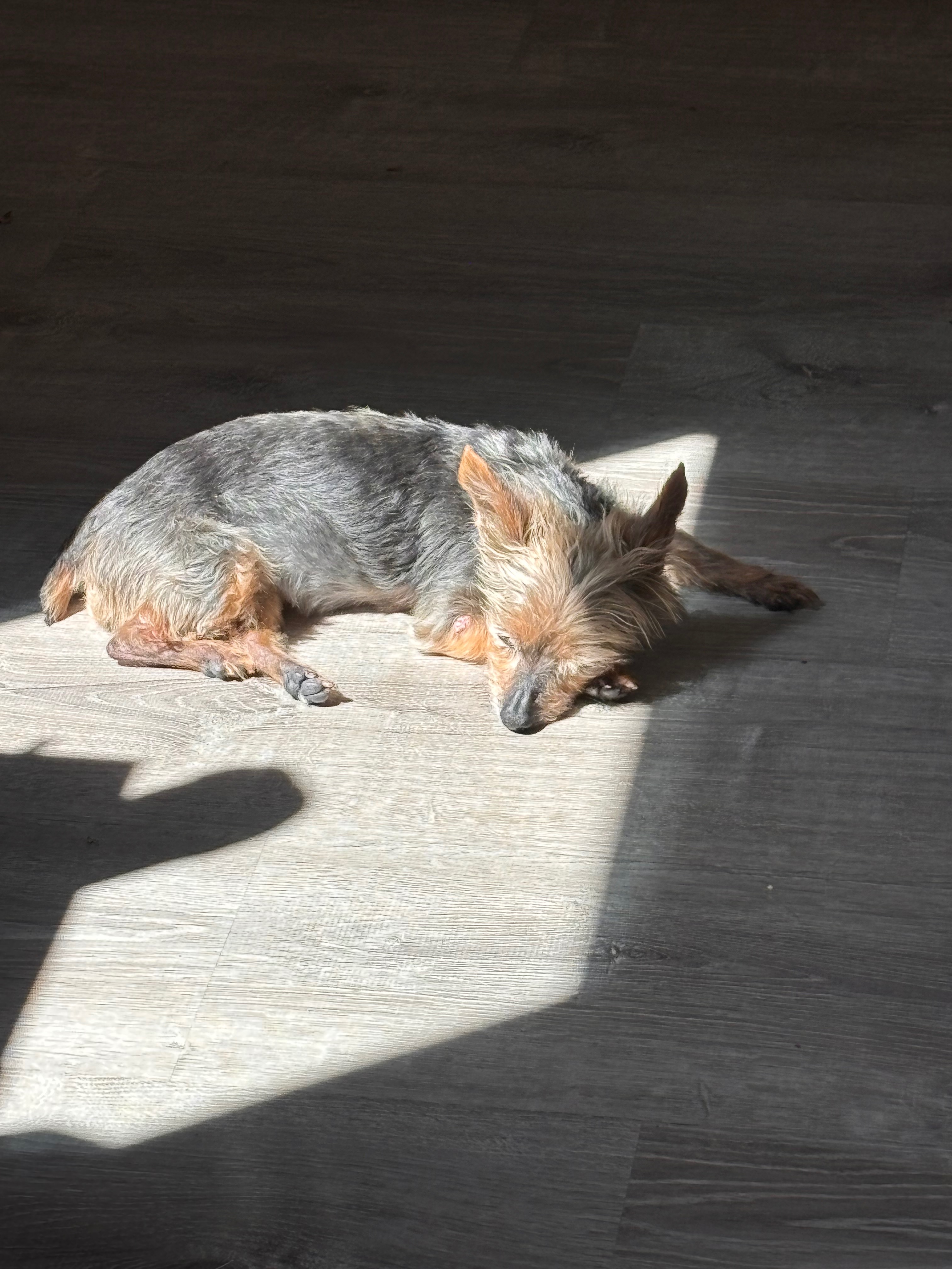Help Aylie Get Urgent Surgery campaign photo, 5 of 8