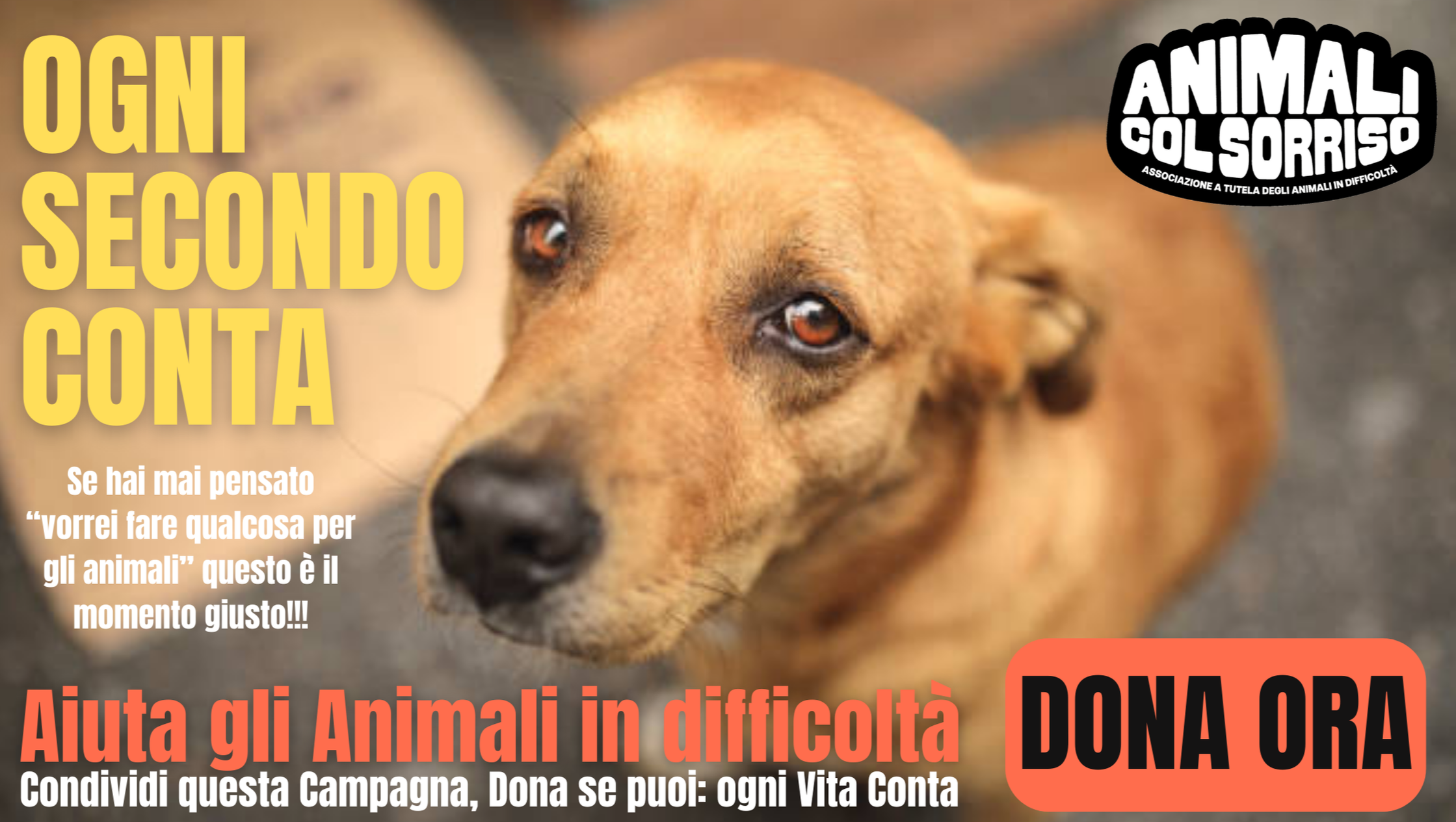 Rifugio e Camper per Salvare Vite – Shelter & Rescue Van photo