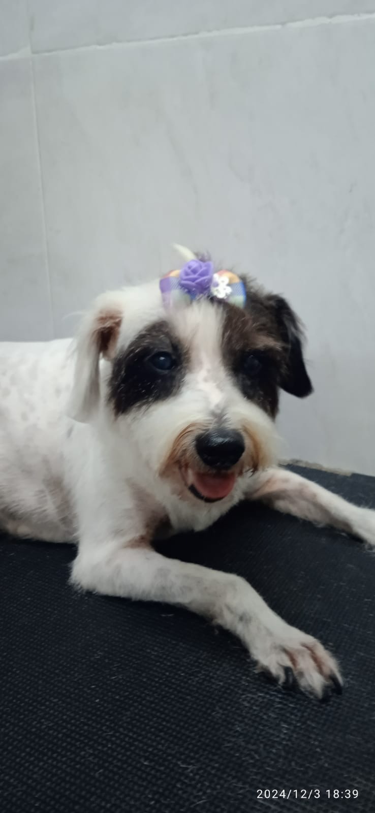 Rescuing Unwanted Animals in Brazil:  Elizabeth's Story campaign photo, 2 of 8