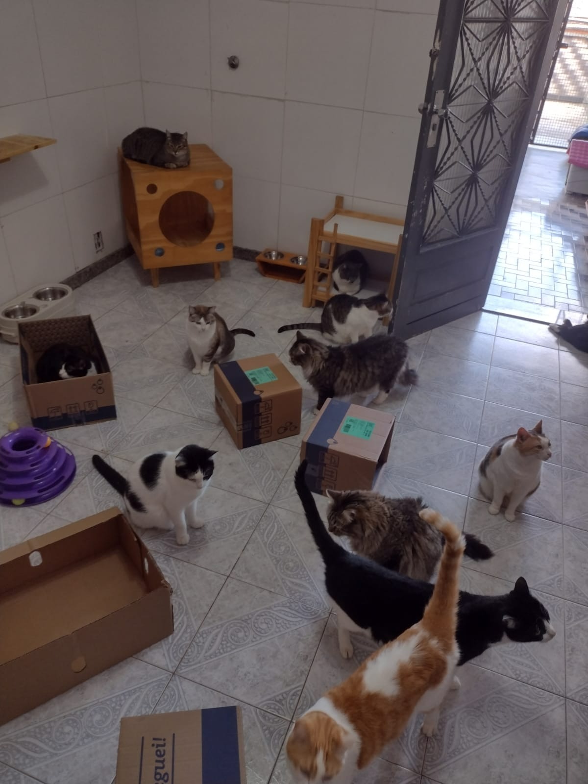 Rescuing Unwanted Animals in Brazil:  Elizabeth's Story campaign photo, 4 of 8