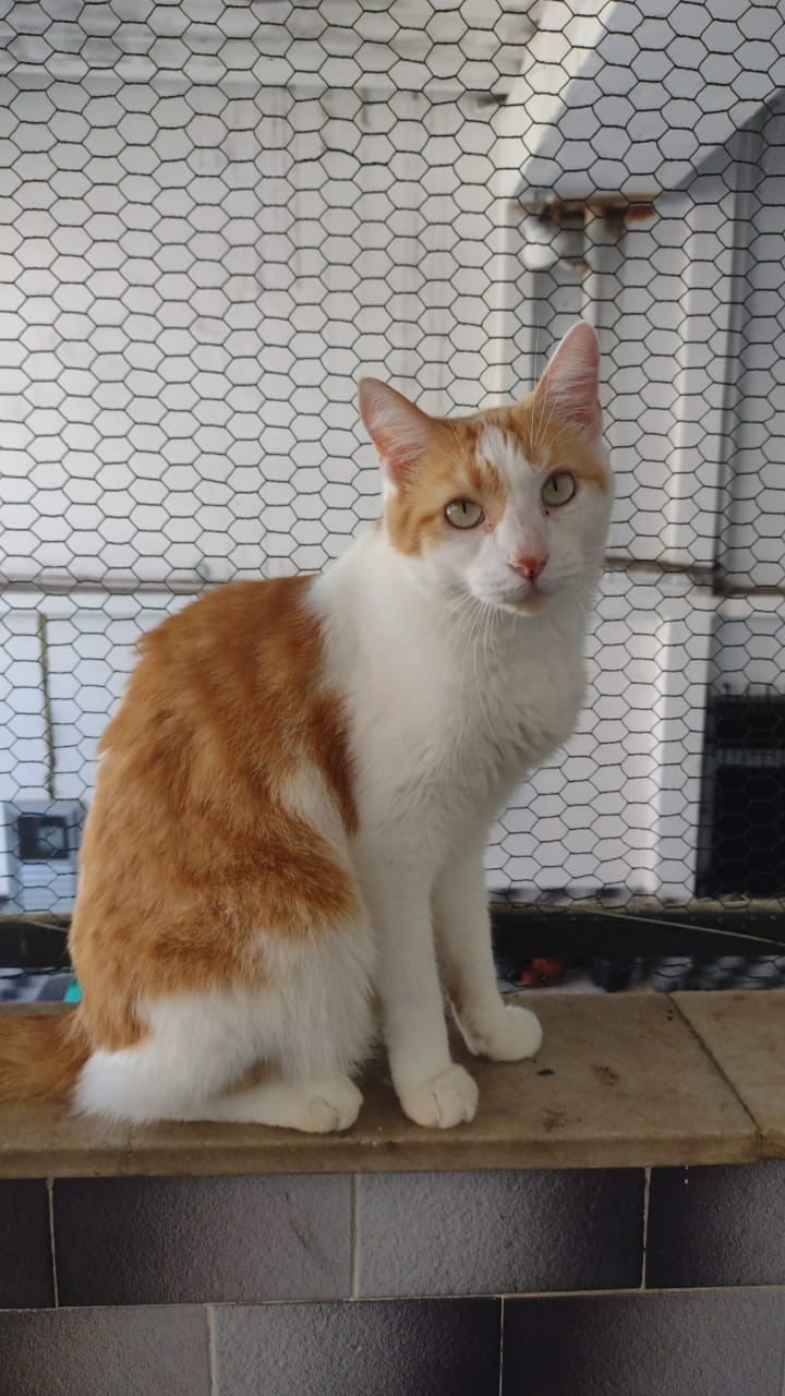 Rescuing Unwanted Animals in Brazil:  Elizabeth's Story campaign photo, 5 of 8