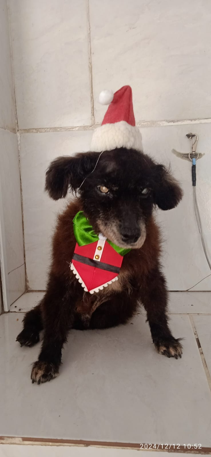 Rescuing Unwanted Animals in Brazil:  Elizabeth's Story campaign photo, 6 of 8