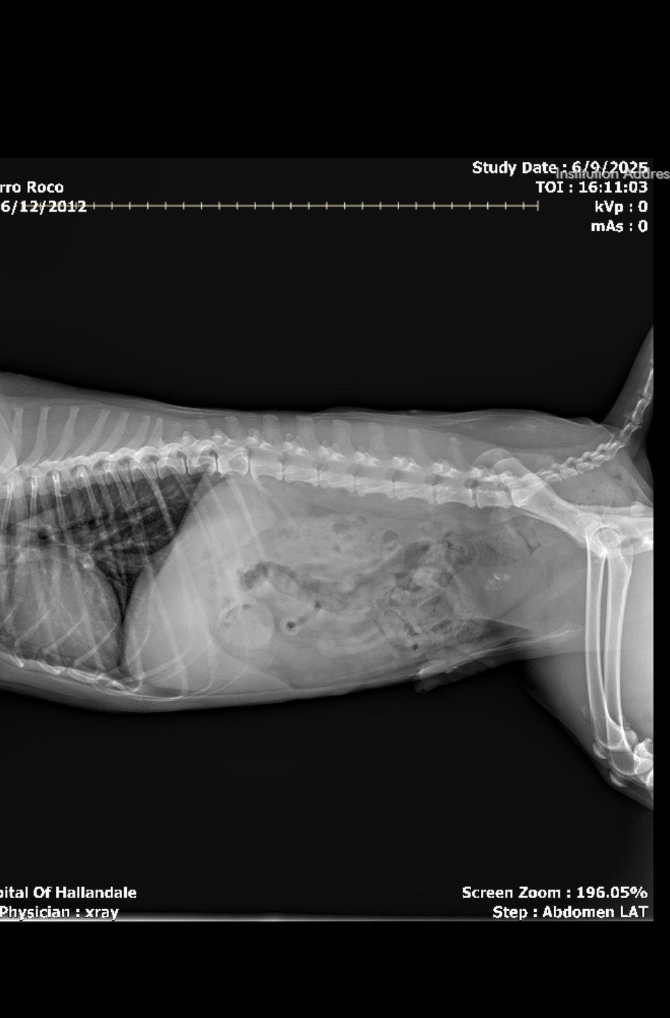 Urgencia operación caniche campaign photo, 5 of 8