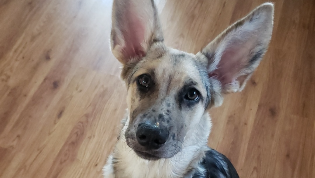 Save Sammy: medical bills and aftercare photo
