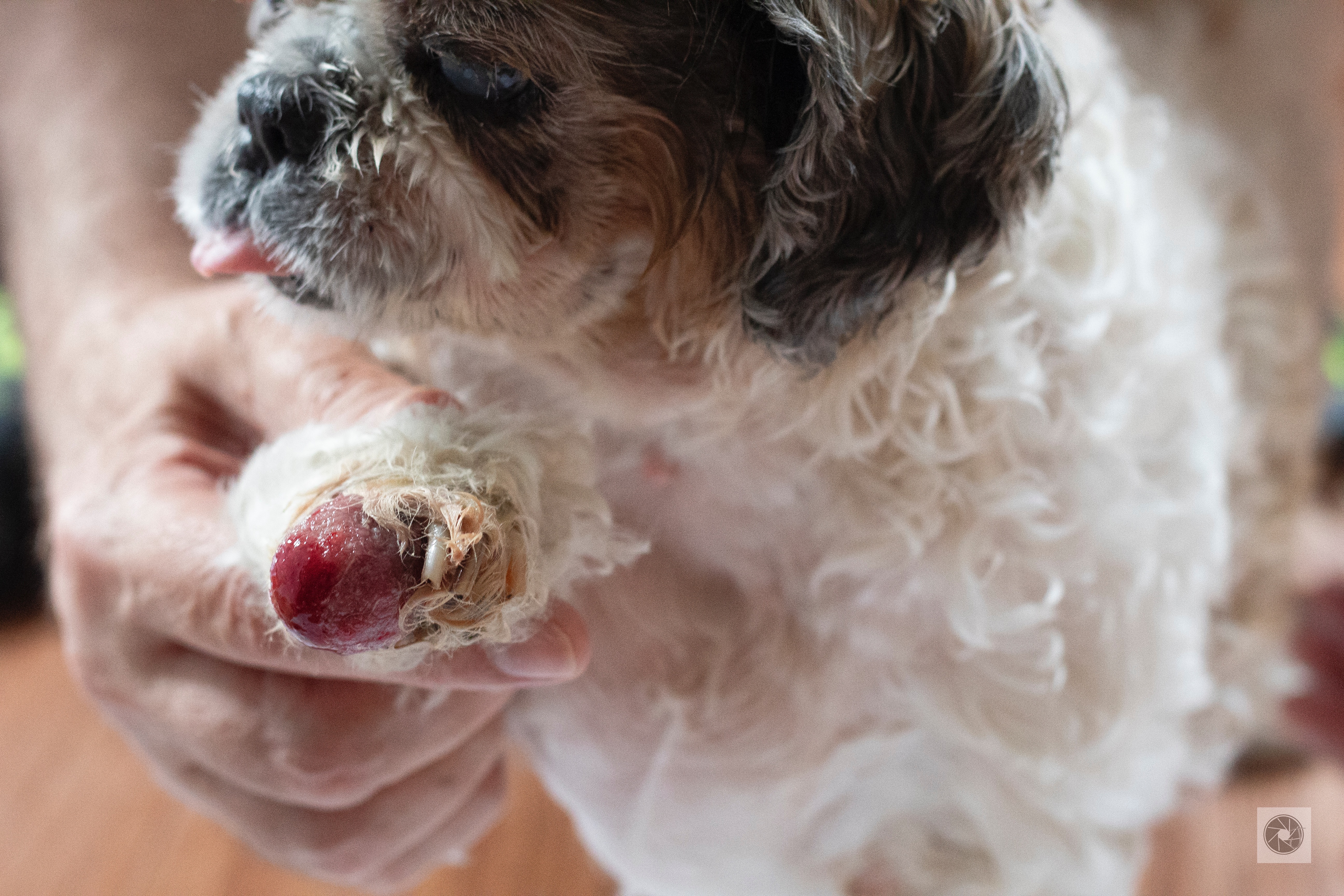 Save Tenshi: Help Fund Her Life-Saving Surgery campaign photo, 7 of 8