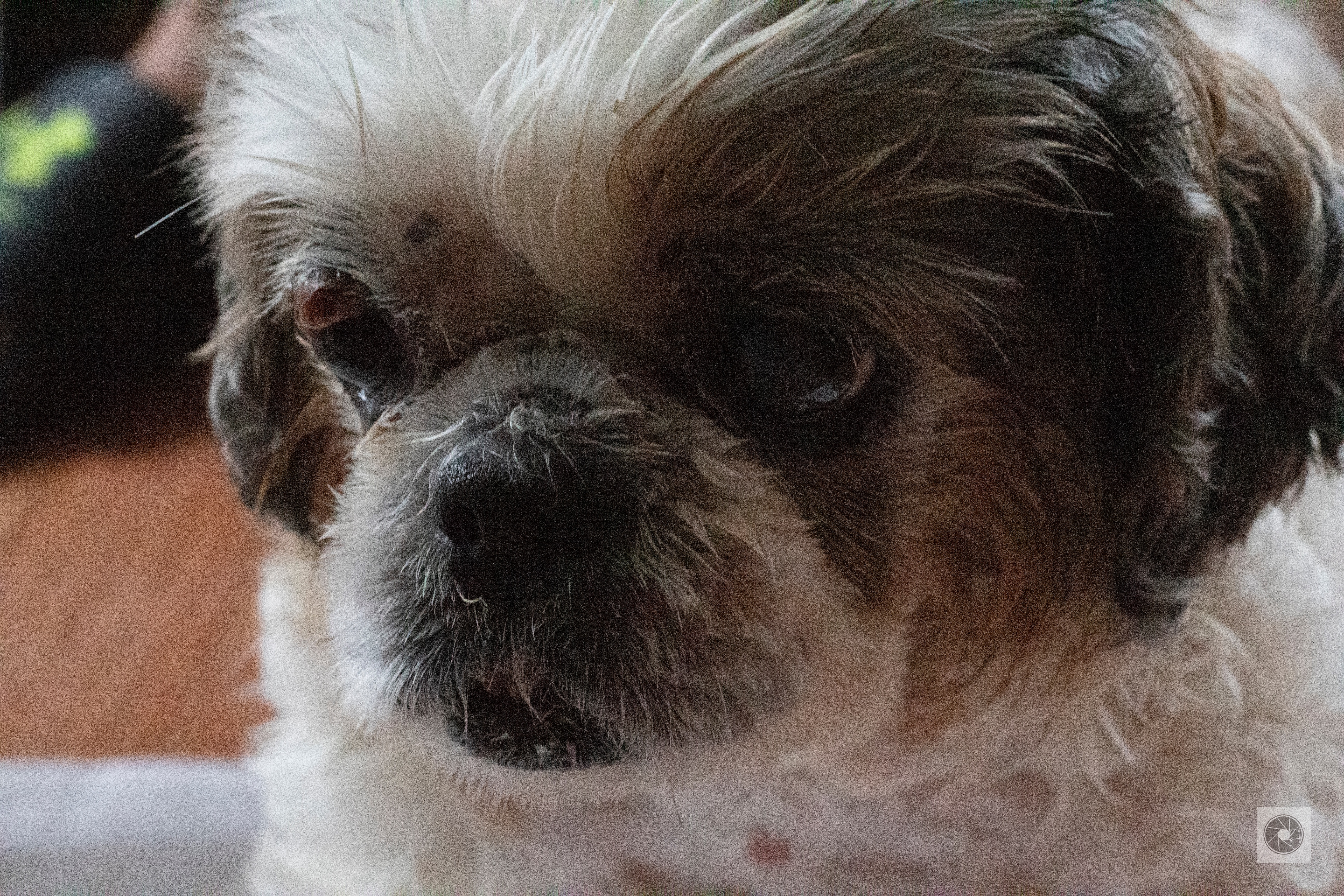 Save Tenshi: Help Fund Her Life-Saving Surgery campaign photo, 4 of 8