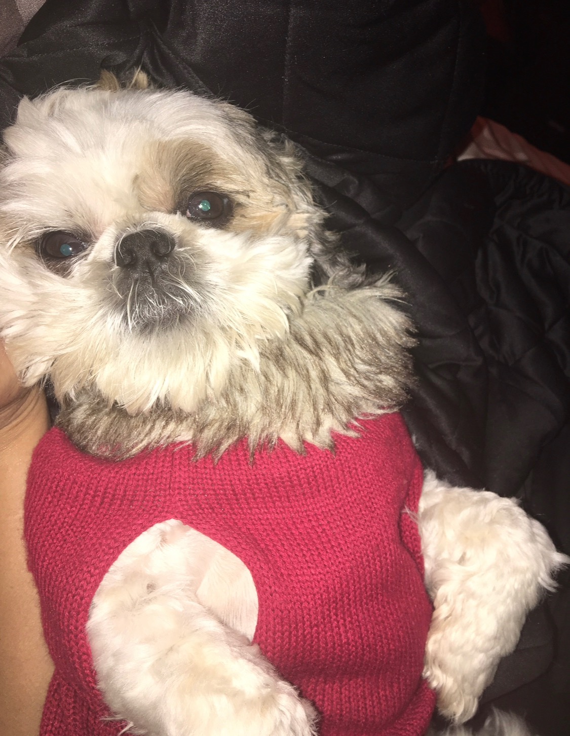 Save Tenshi: Help Fund Her Life-Saving Surgery campaign photo, 5 of 8