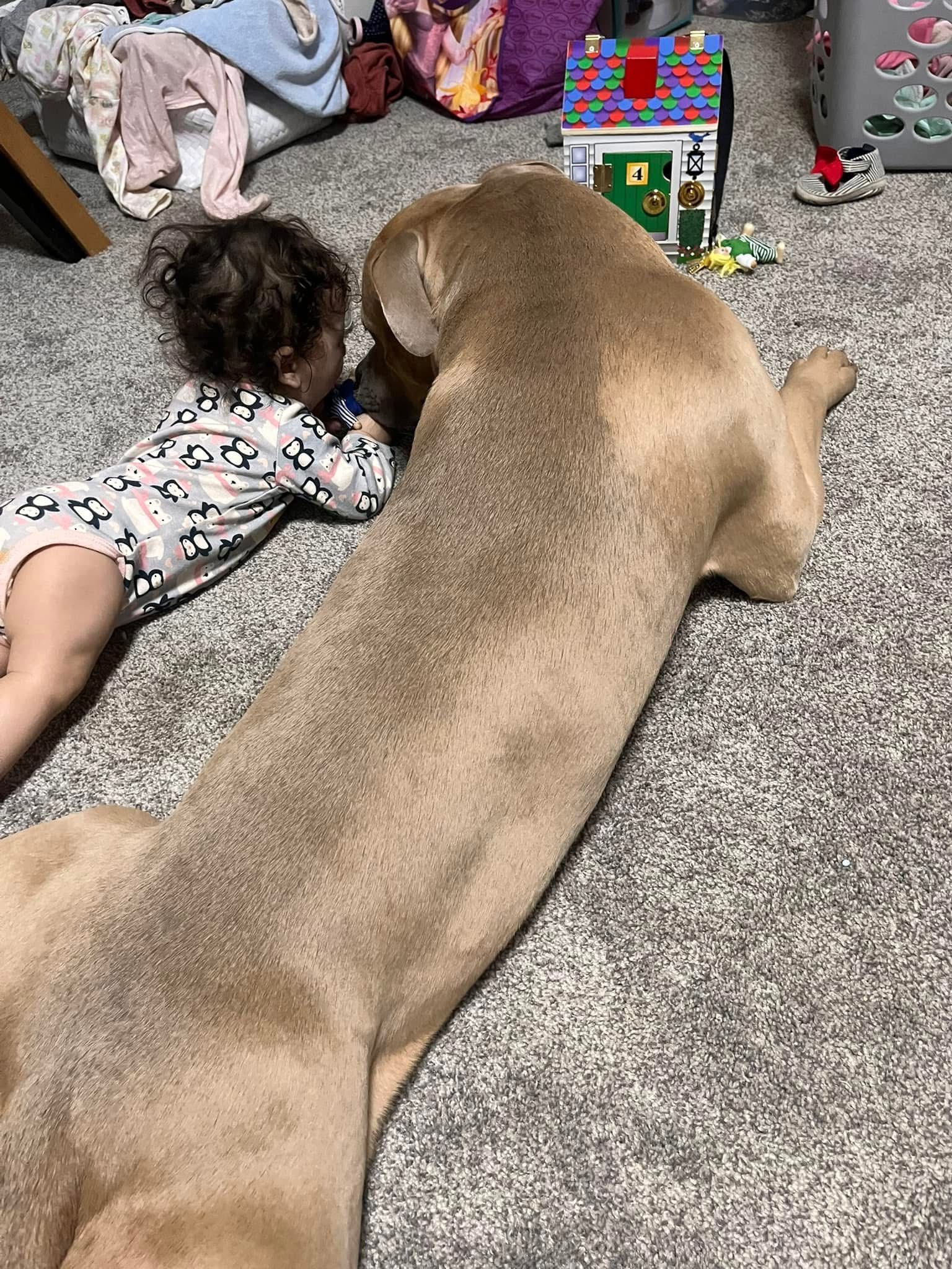 Help Our Family Keep Bullet at Home campaign photo, 6 of 8
