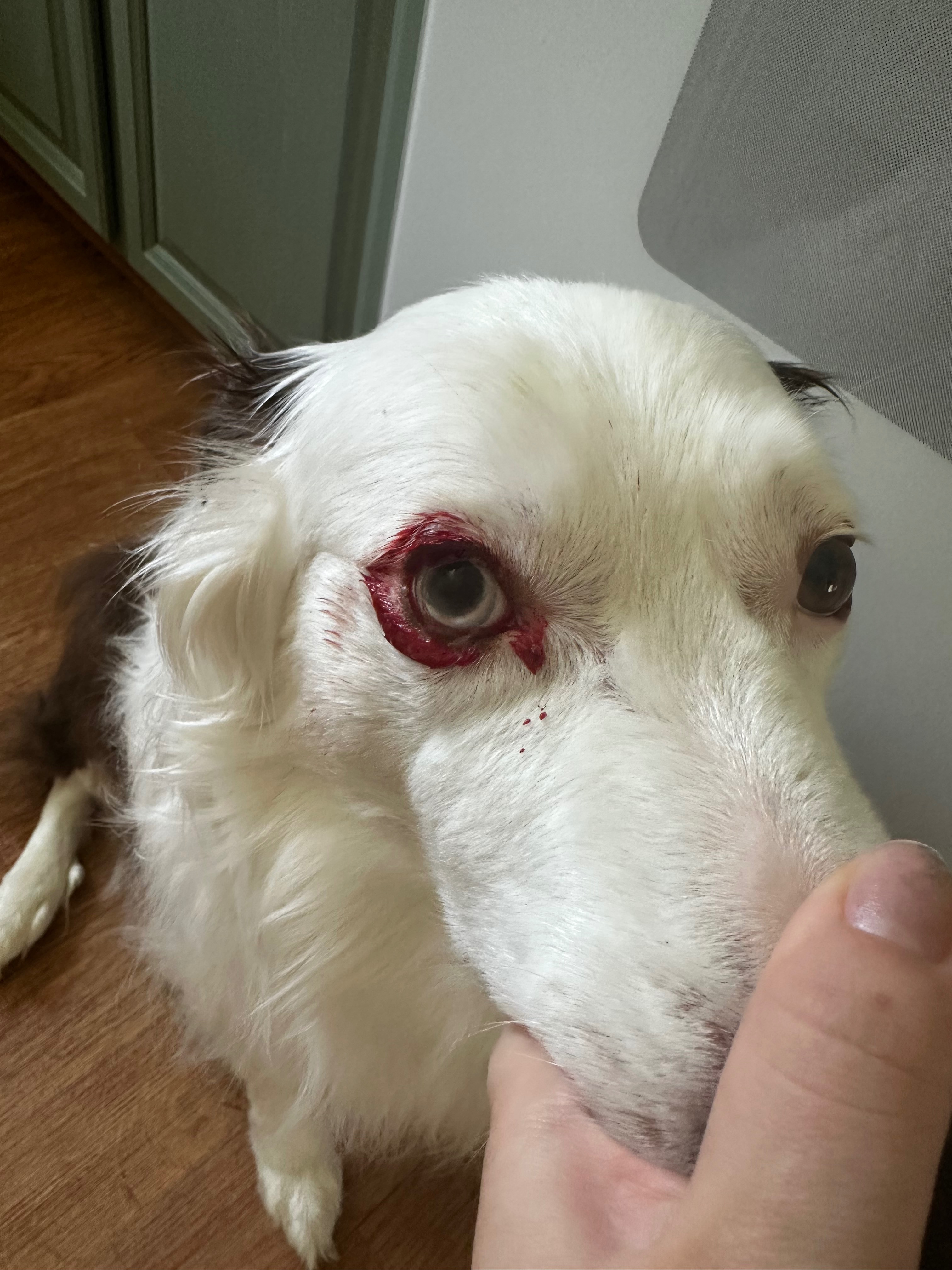 Support Reese's Journey to Pain-Free Sight campaign photo, 7 of 8