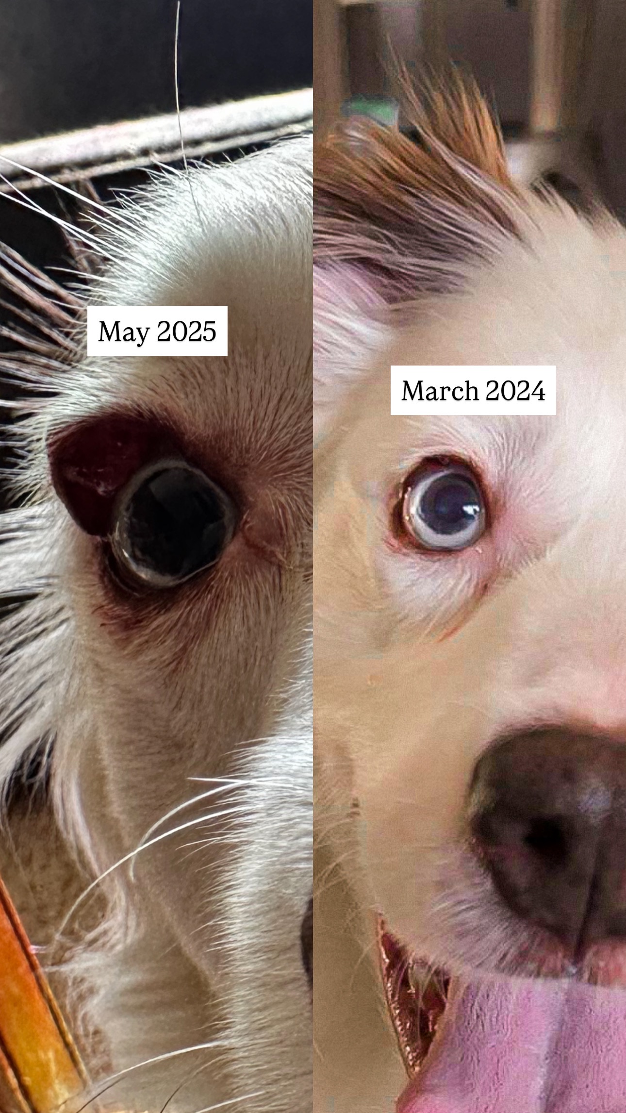 Support Reese's Journey to Pain-Free Sight campaign photo, 2 of 8