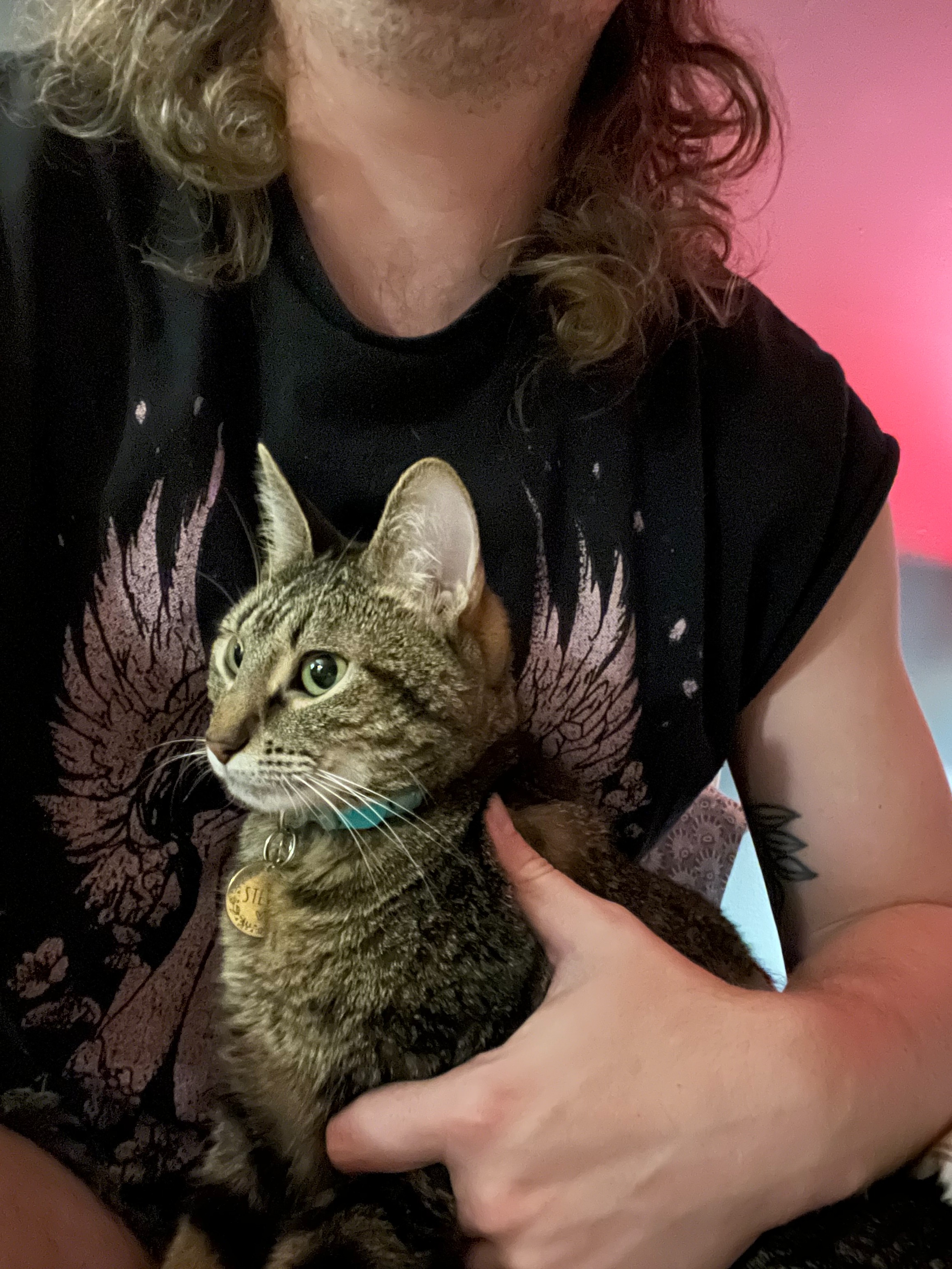 Sam's Cat Stevie Needs Urgent ICU Care campaign photo, 6 of 7