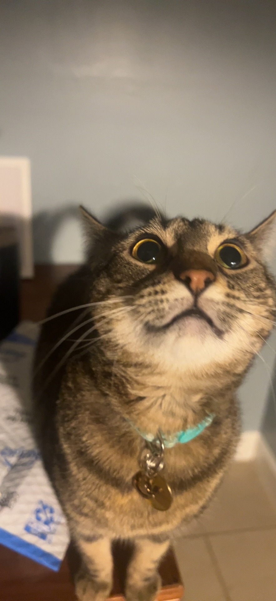 Sam's Cat Stevie Needs Urgent ICU Care campaign photo, 2 of 7