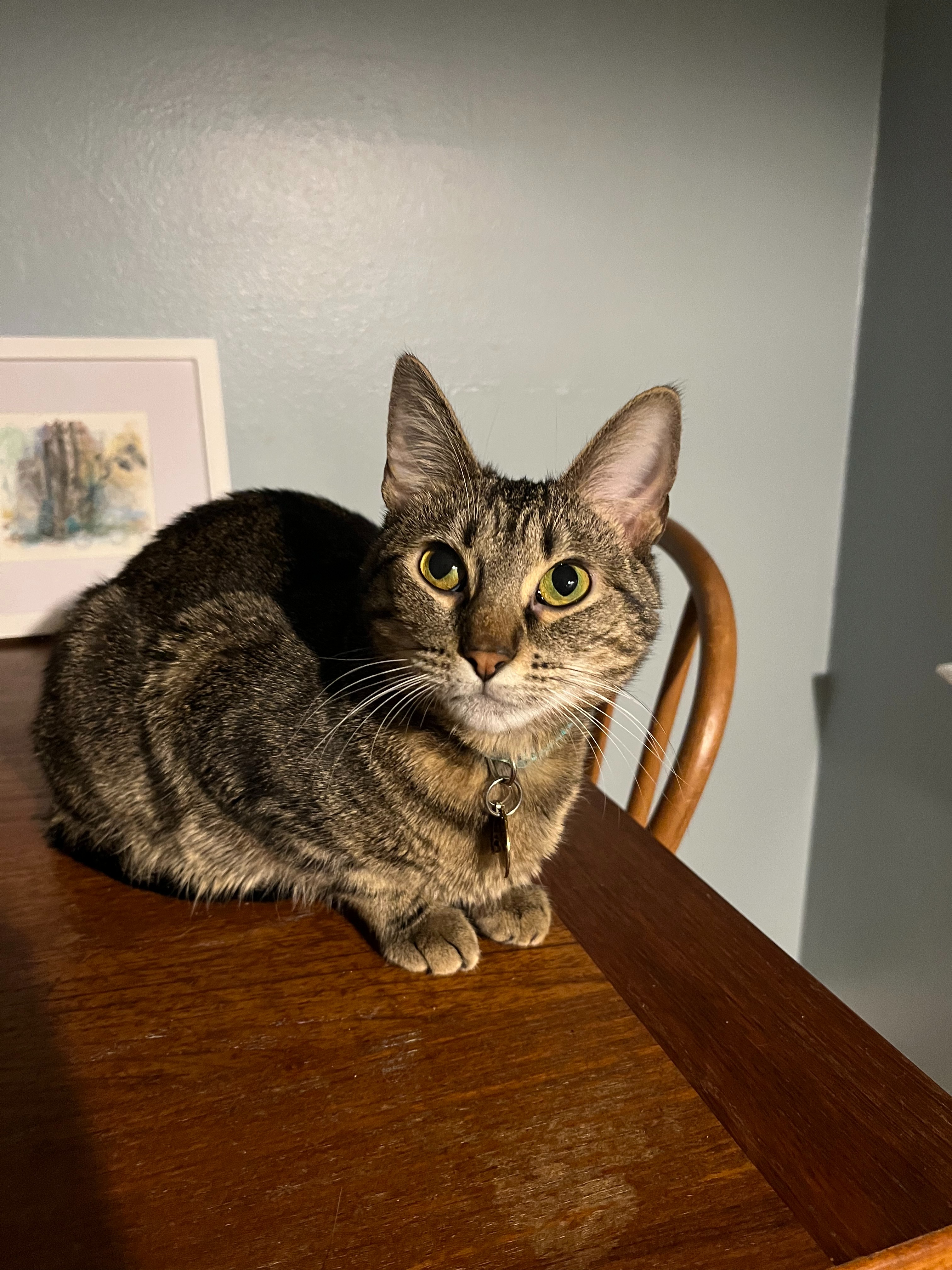 Sam's Cat Stevie Needs Urgent ICU Care campaign photo, 5 of 7