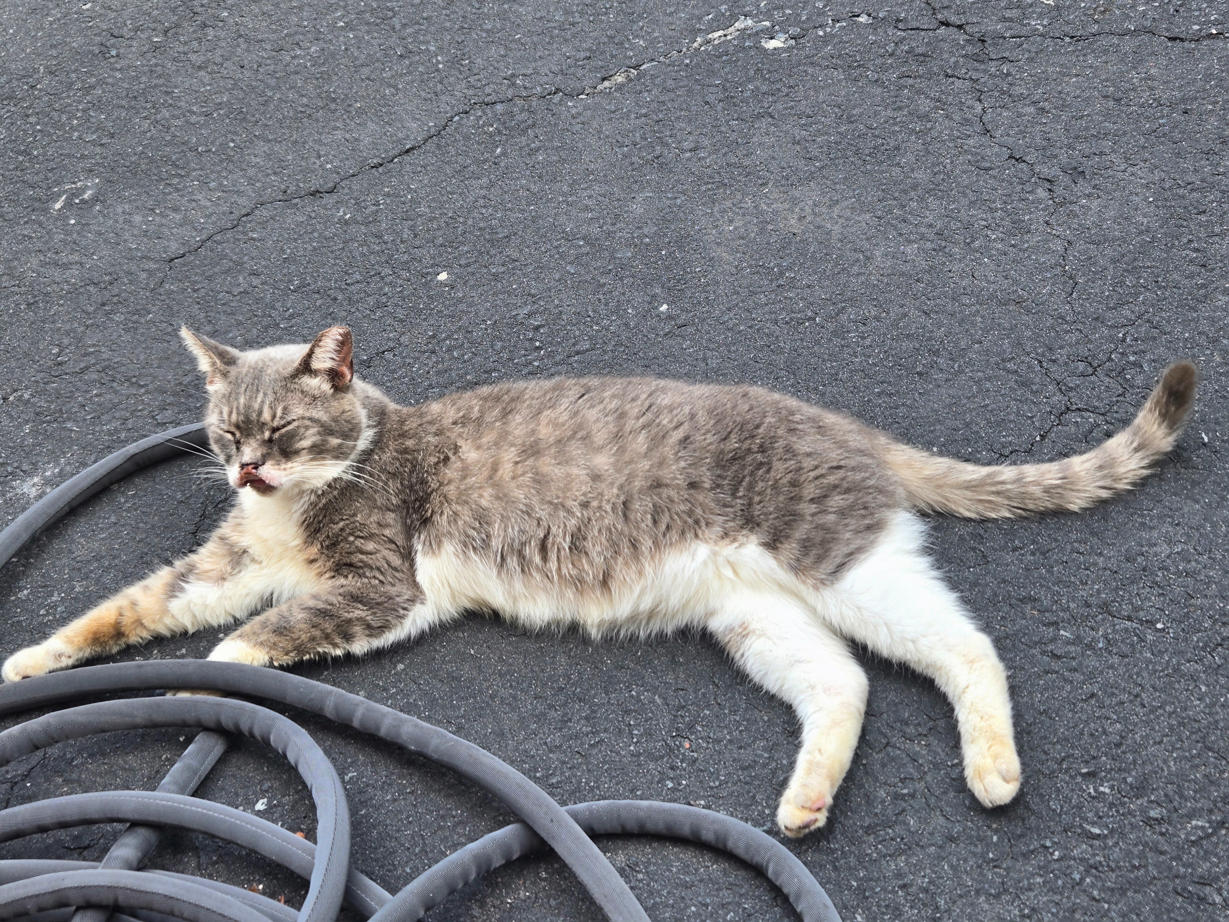 Help Toni, Our Loyal Stray, Heal Her Pain campaign photo, 2 of 7