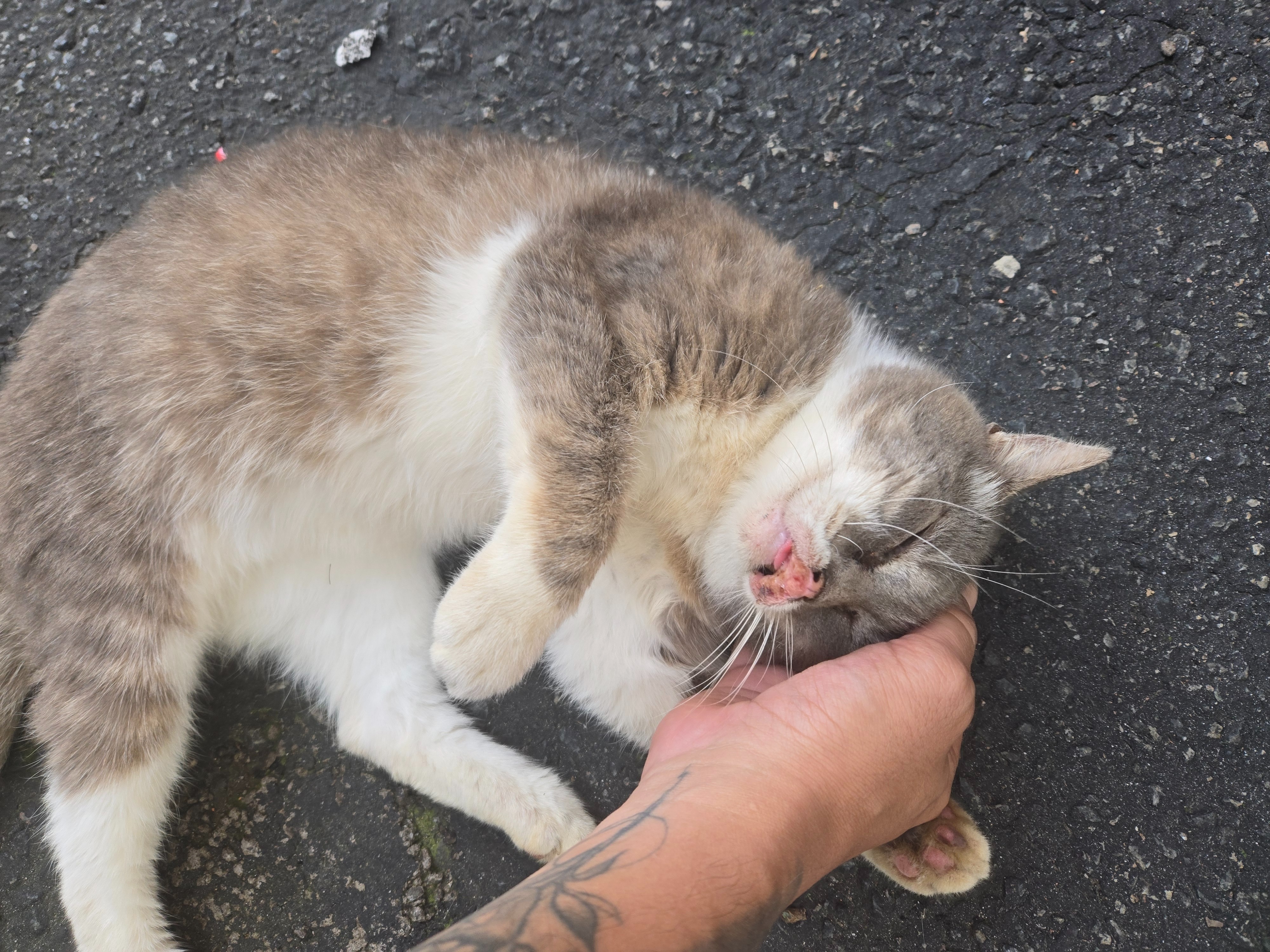 Help Toni, Our Loyal Stray, Heal Her Pain campaign photo, 5 of 7