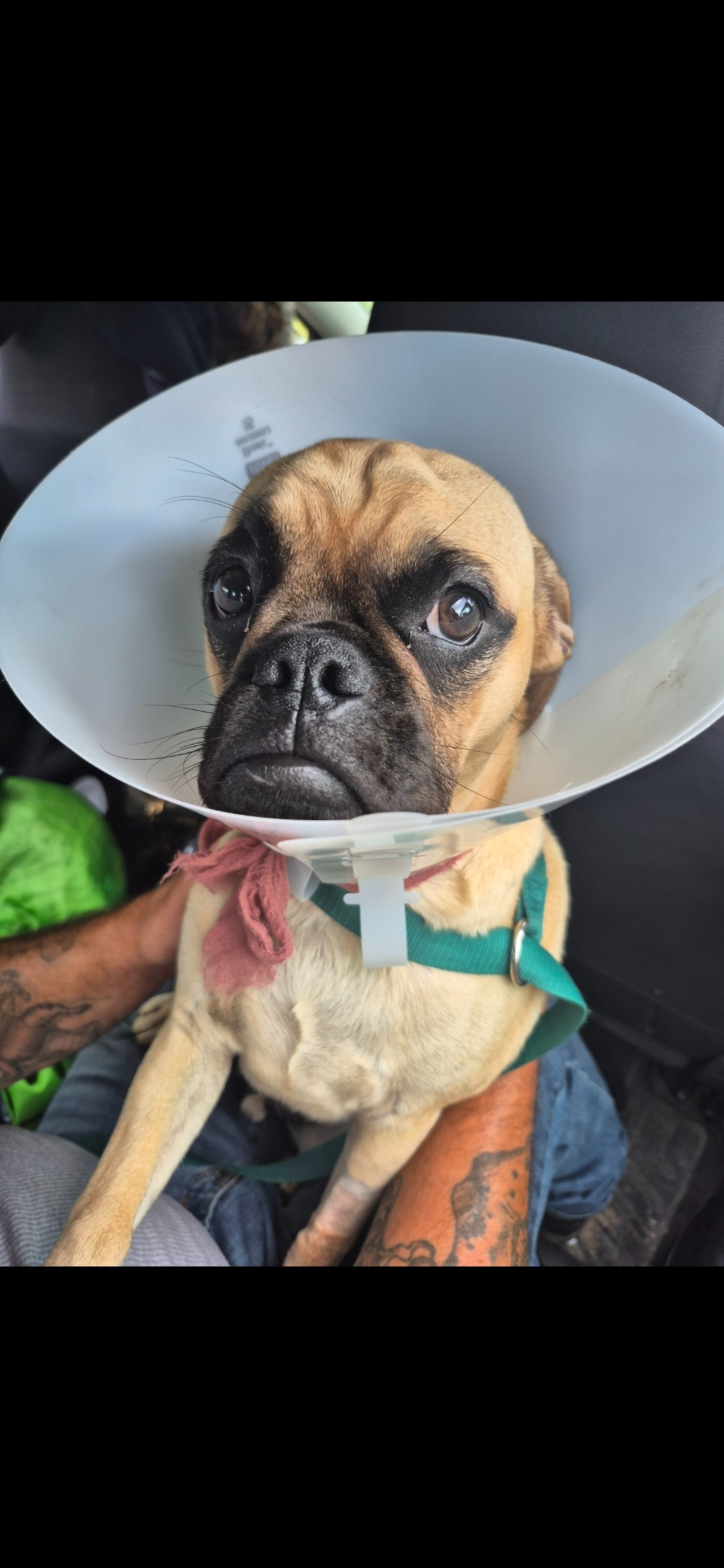 Support Winstins urgent  vet care and surgery.... campaign photo, 7 of 8