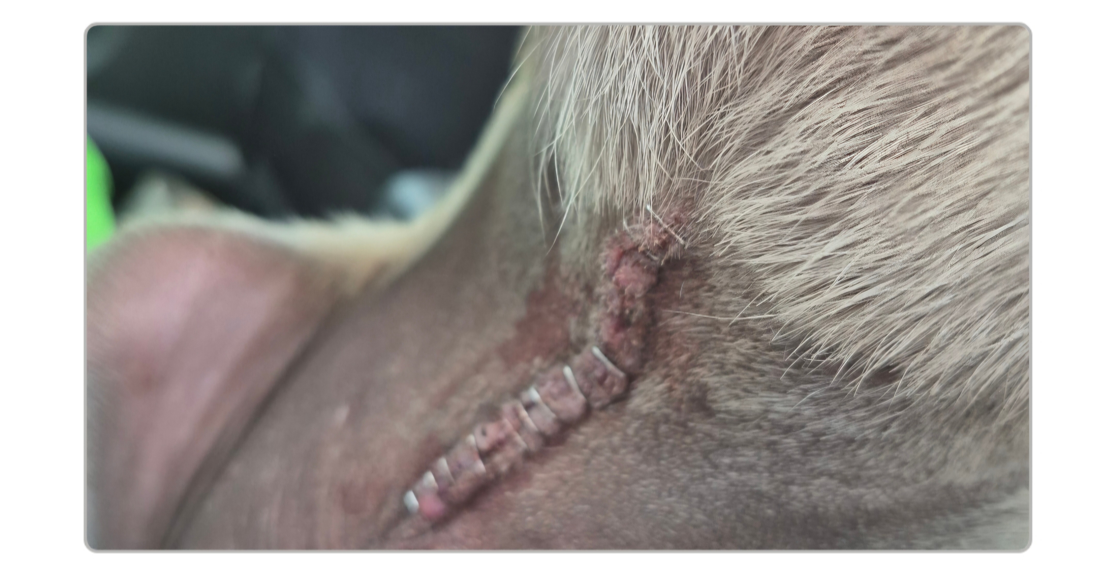 Support Winstins urgent  vet care and surgery.... campaign photo, 2 of 8