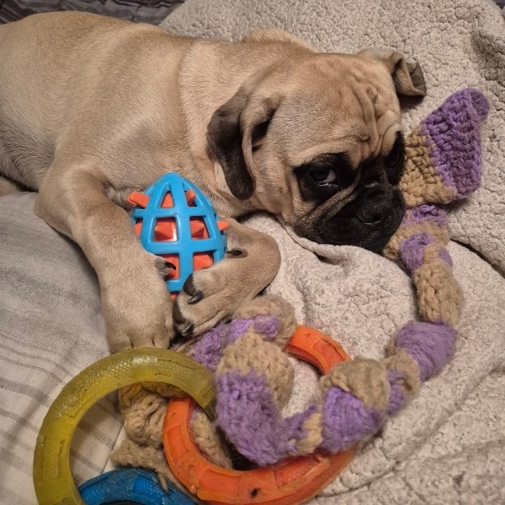 Support Winstins urgent  vet care and surgery.... campaign photo, 4 of 8