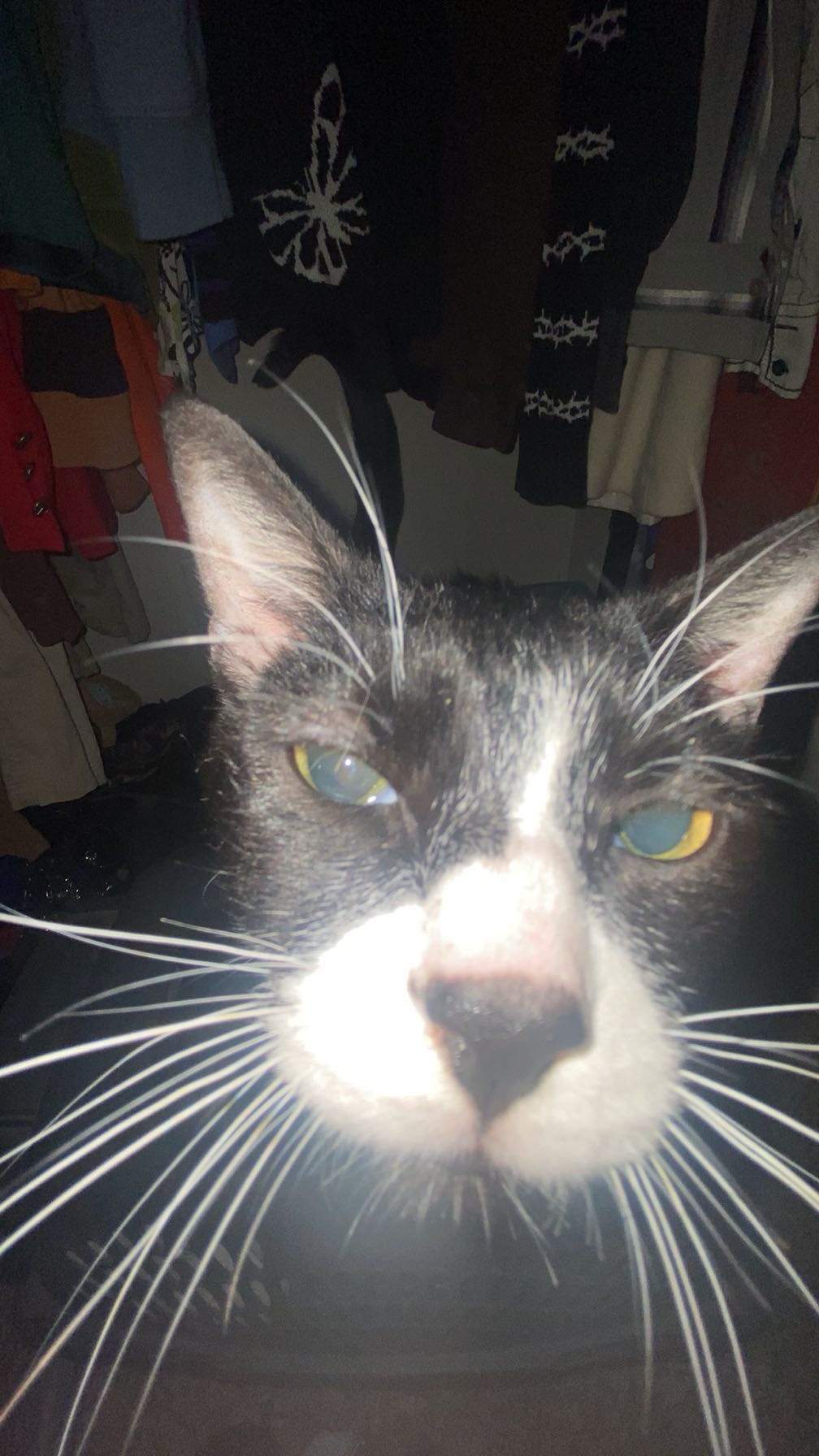 Help Dakota Save His Beloved Cat campaign photo, 2 of 4