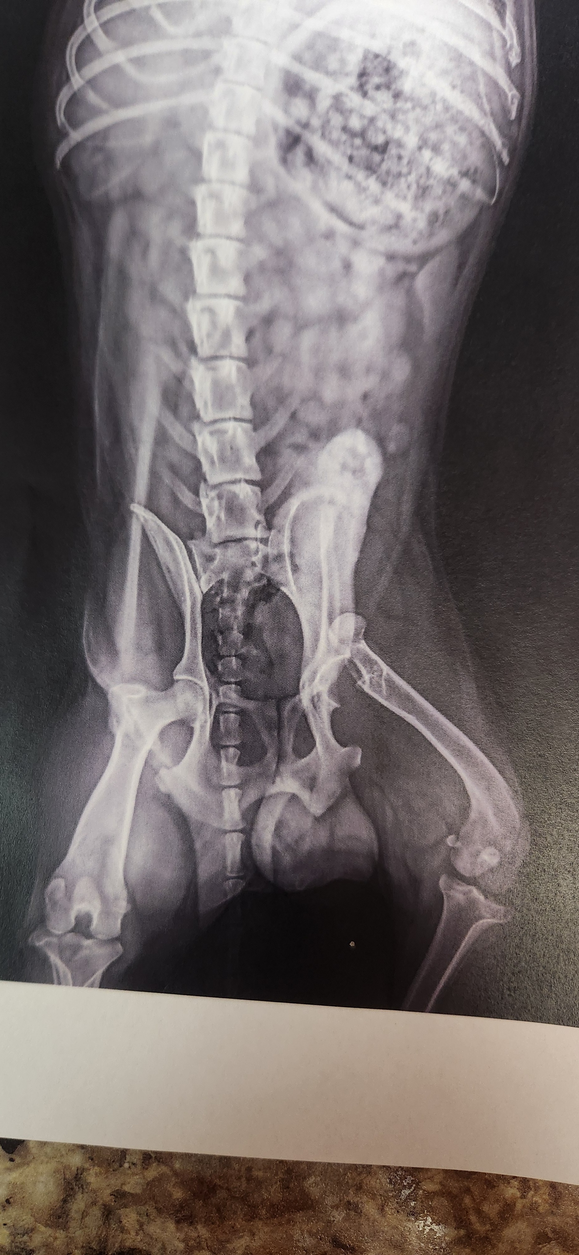 Urgent Surgery Needed for Injured Beagle campaign photo, 4 of 5