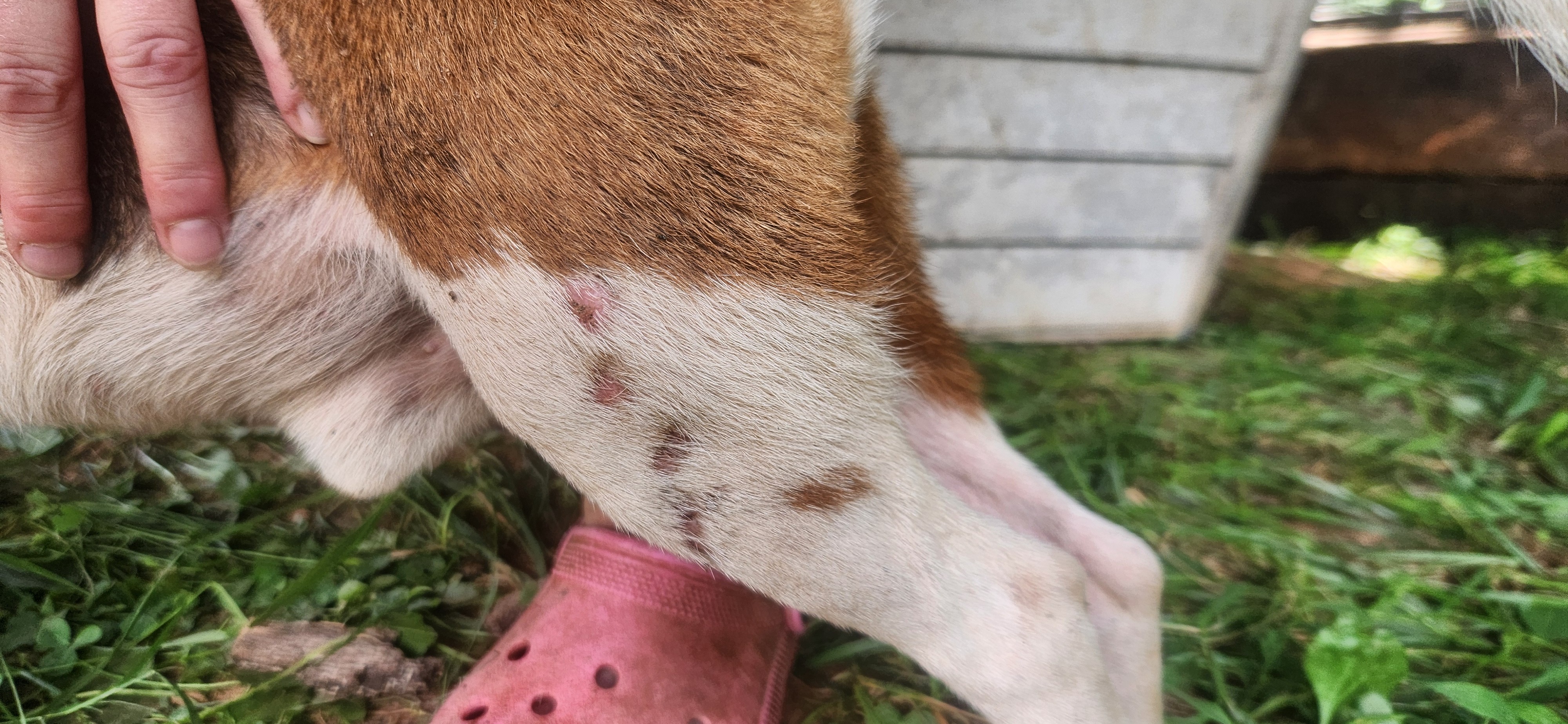 Urgent Surgery Needed for Injured Beagle campaign photo, 2 of 5
