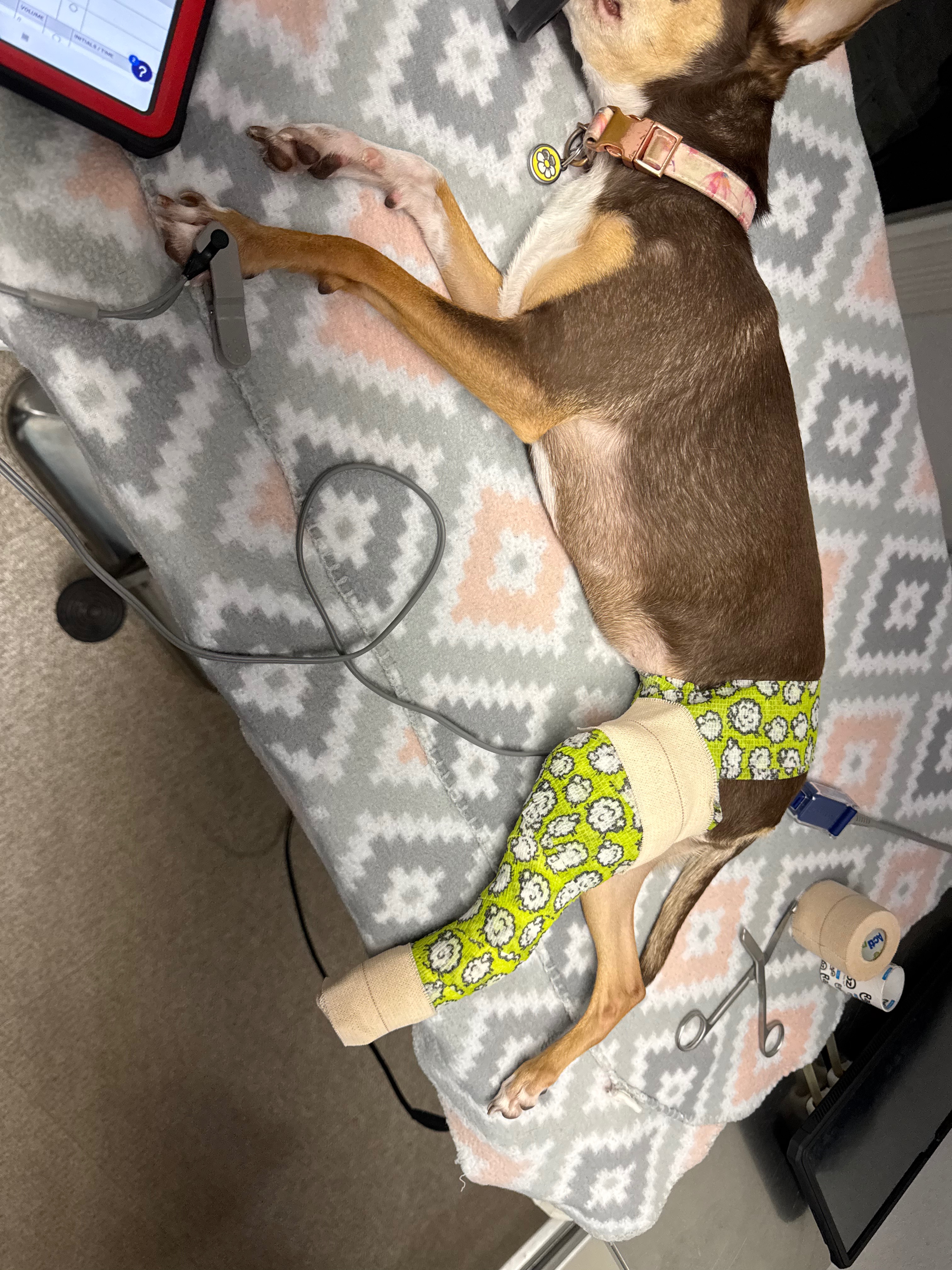 Help Keke live her best Tripod life campaign photo, 4 of 7