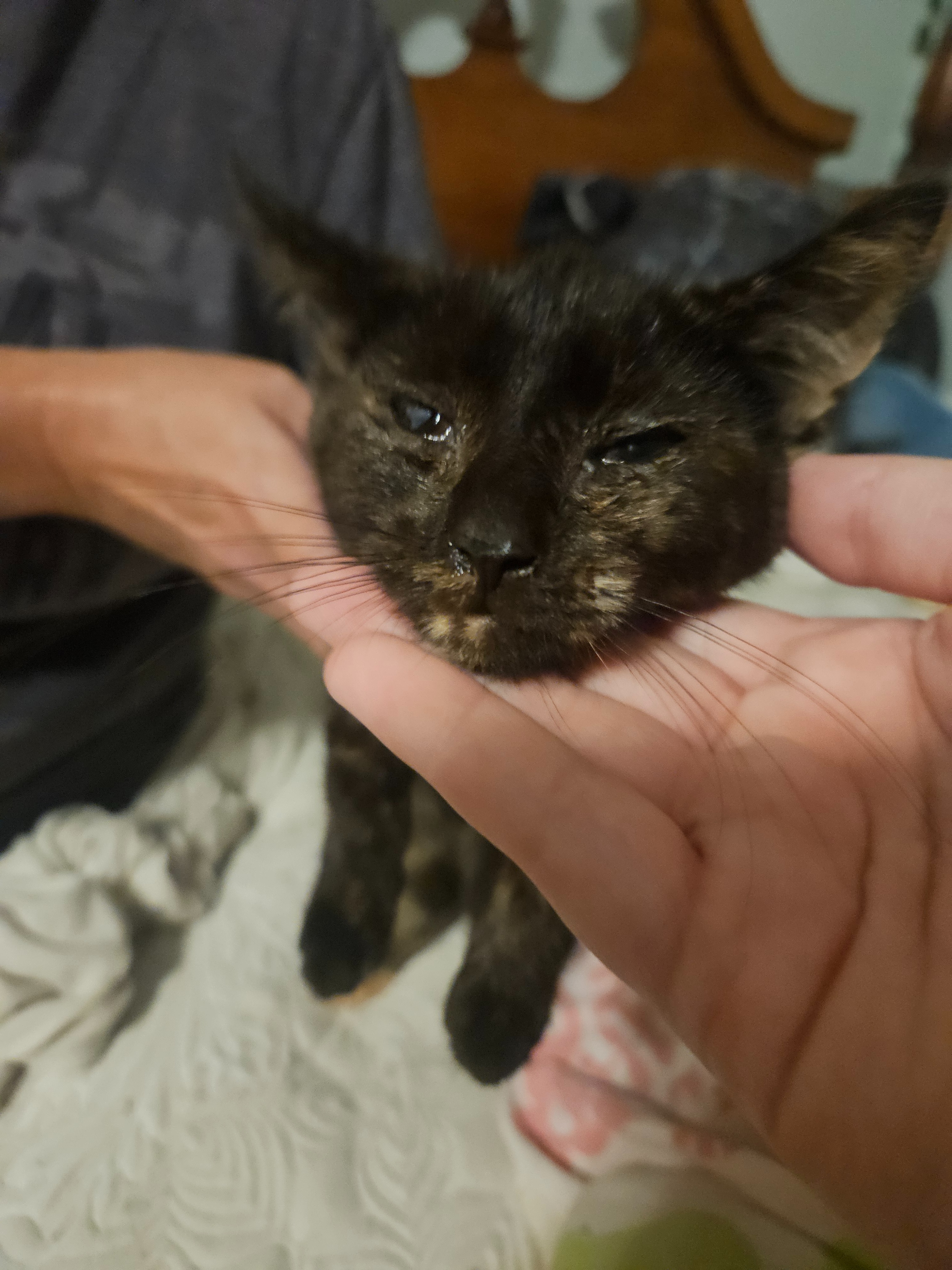 Vet Bills for a Stray Kitten campaign photo, 2 of 7