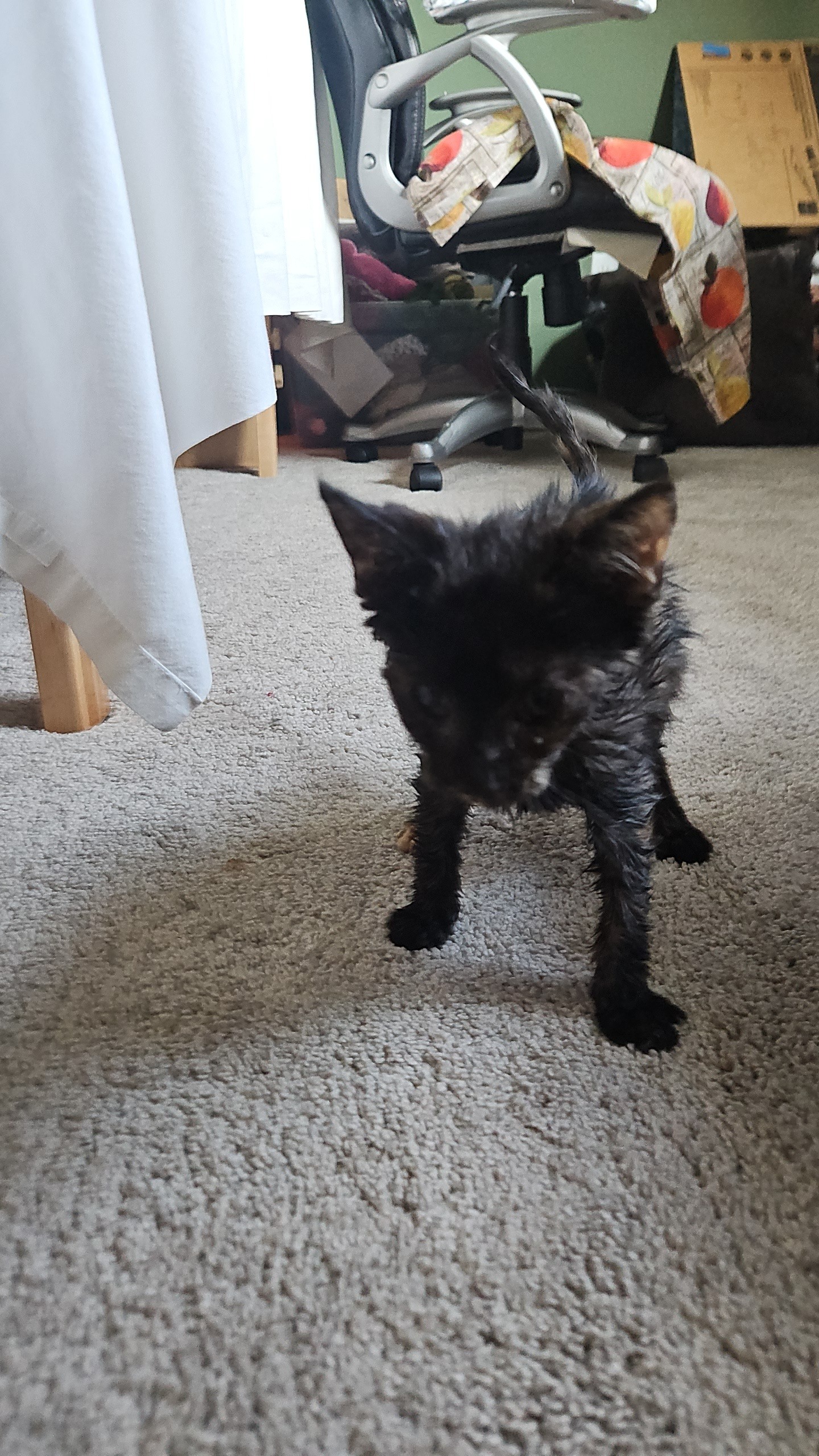 Vet Bills for a Stray Kitten campaign photo, 5 of 7
