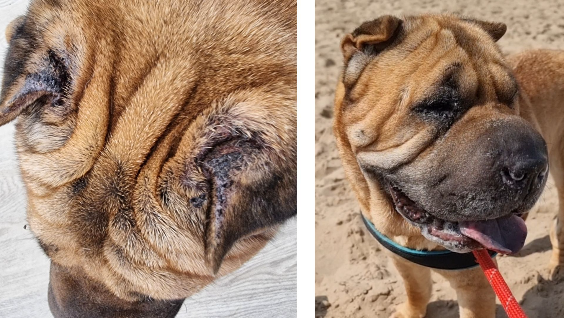 Vet fees for Mollie's skin condition