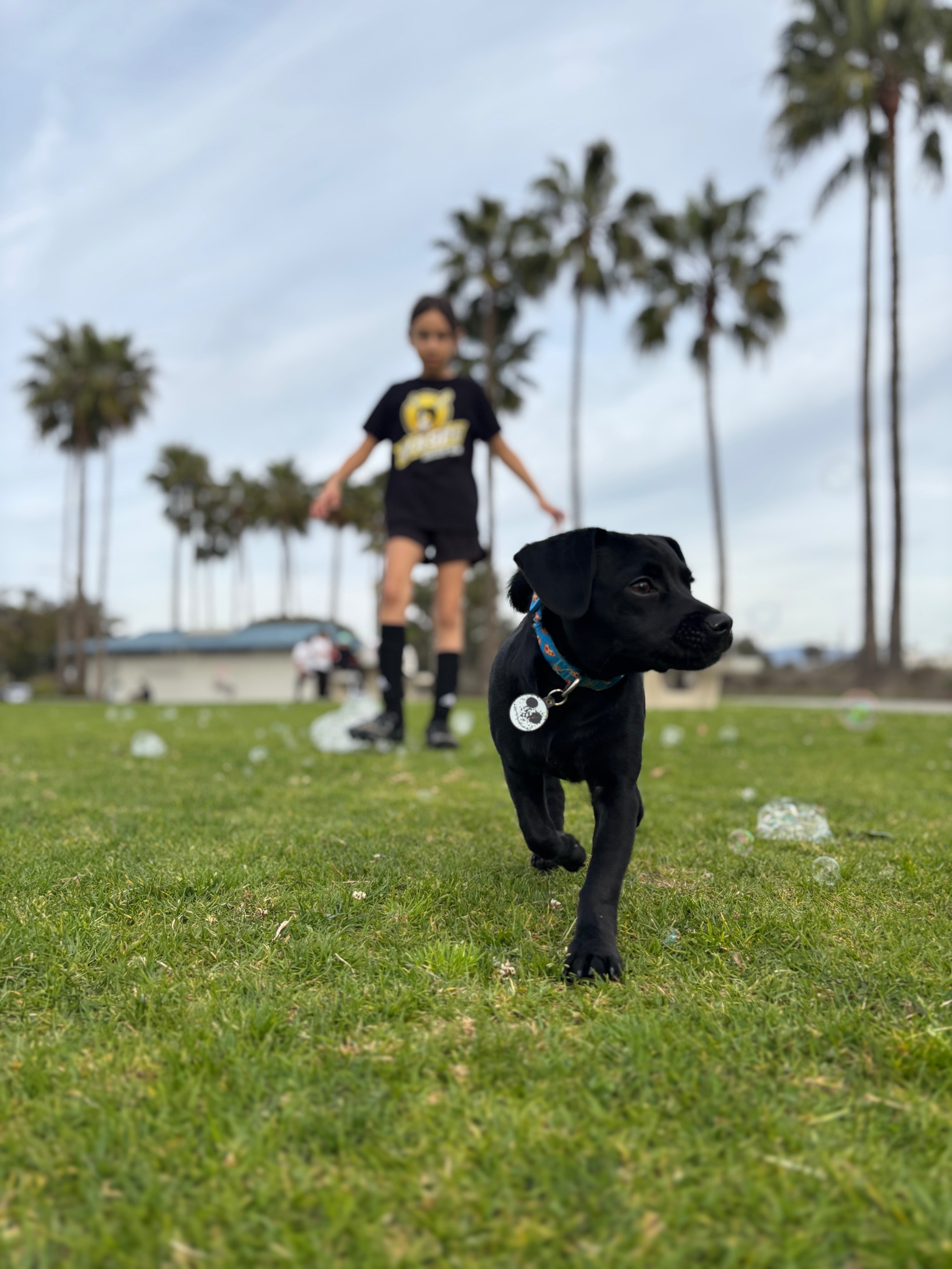 Give Jet a Chance to Run Again campaign photo, 2 of 4