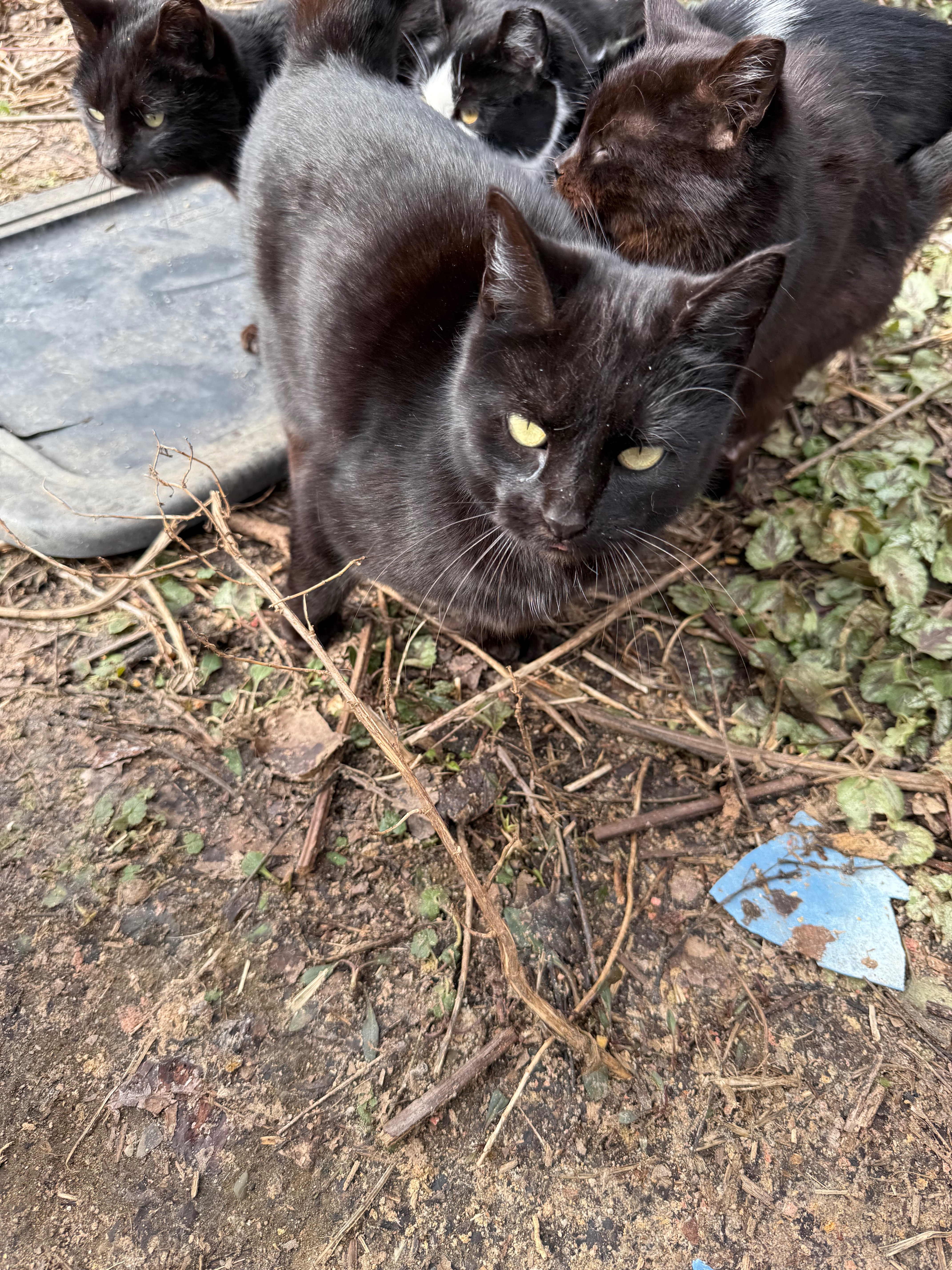 Springboro’s Strays campaign photo, 4 of 5