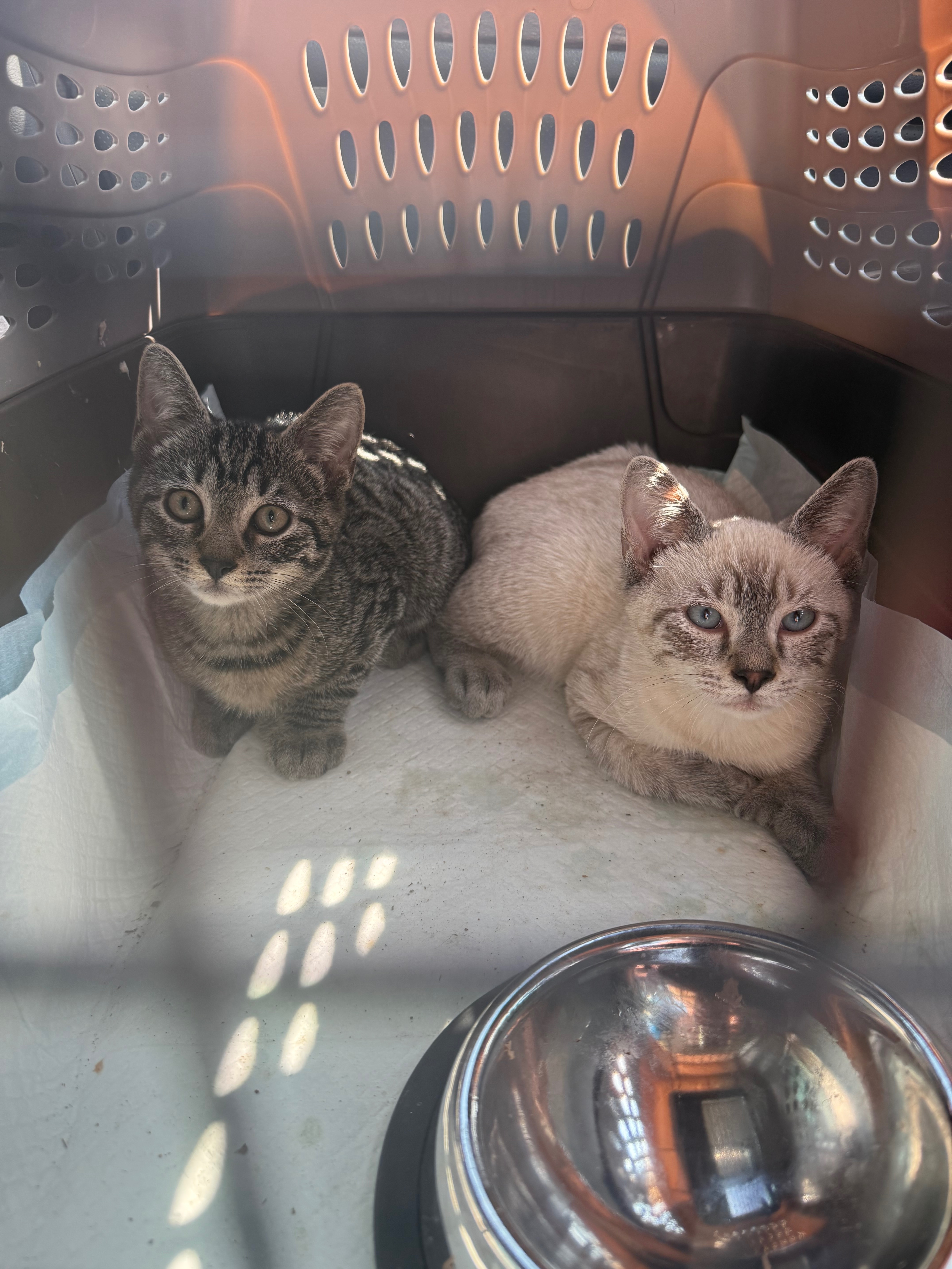 Springboro’s Strays campaign photo, 2 of 5
