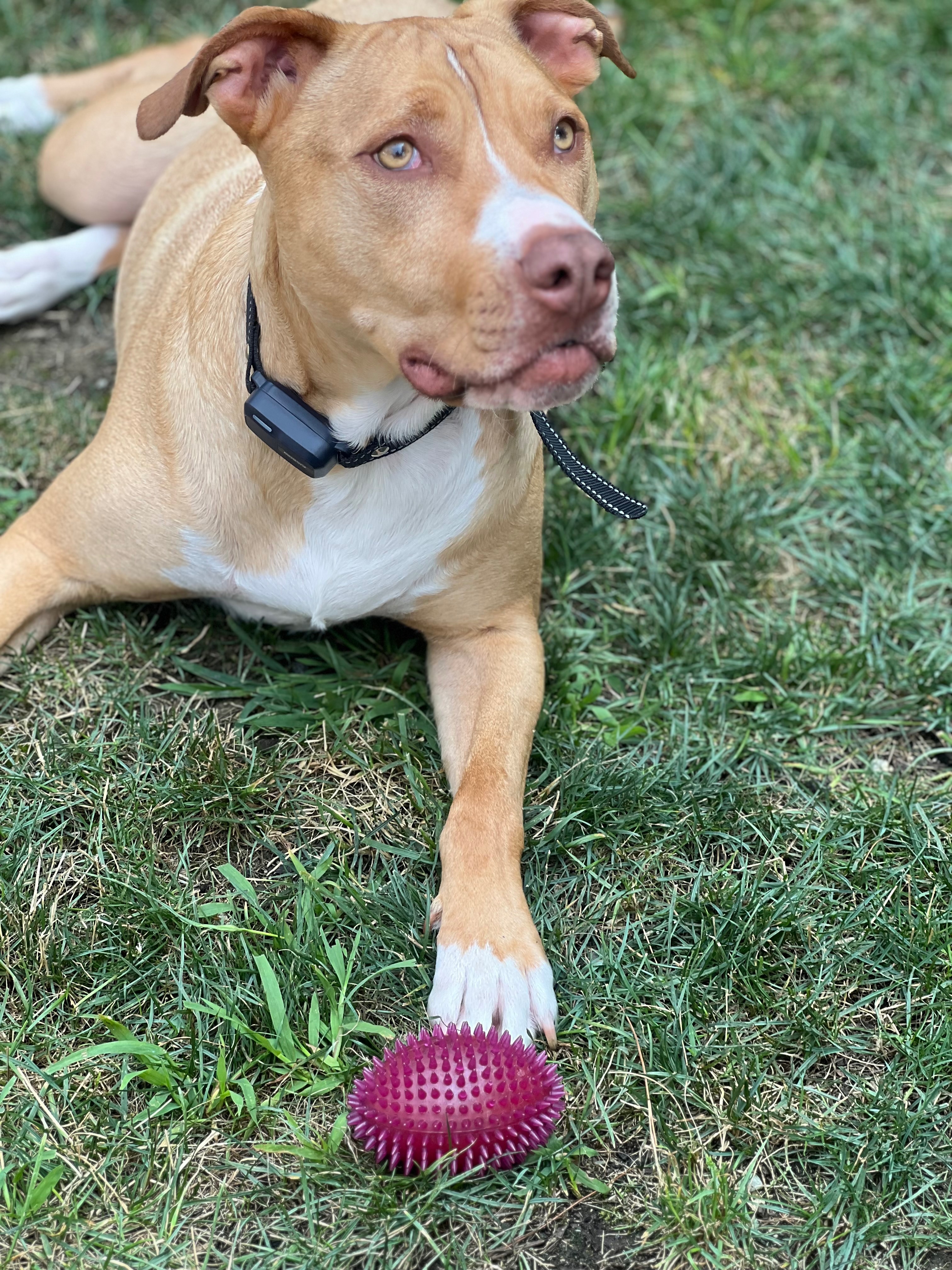 Help Memphis Walk Again: Double ACL Surgery campaign photo, 7 of 8