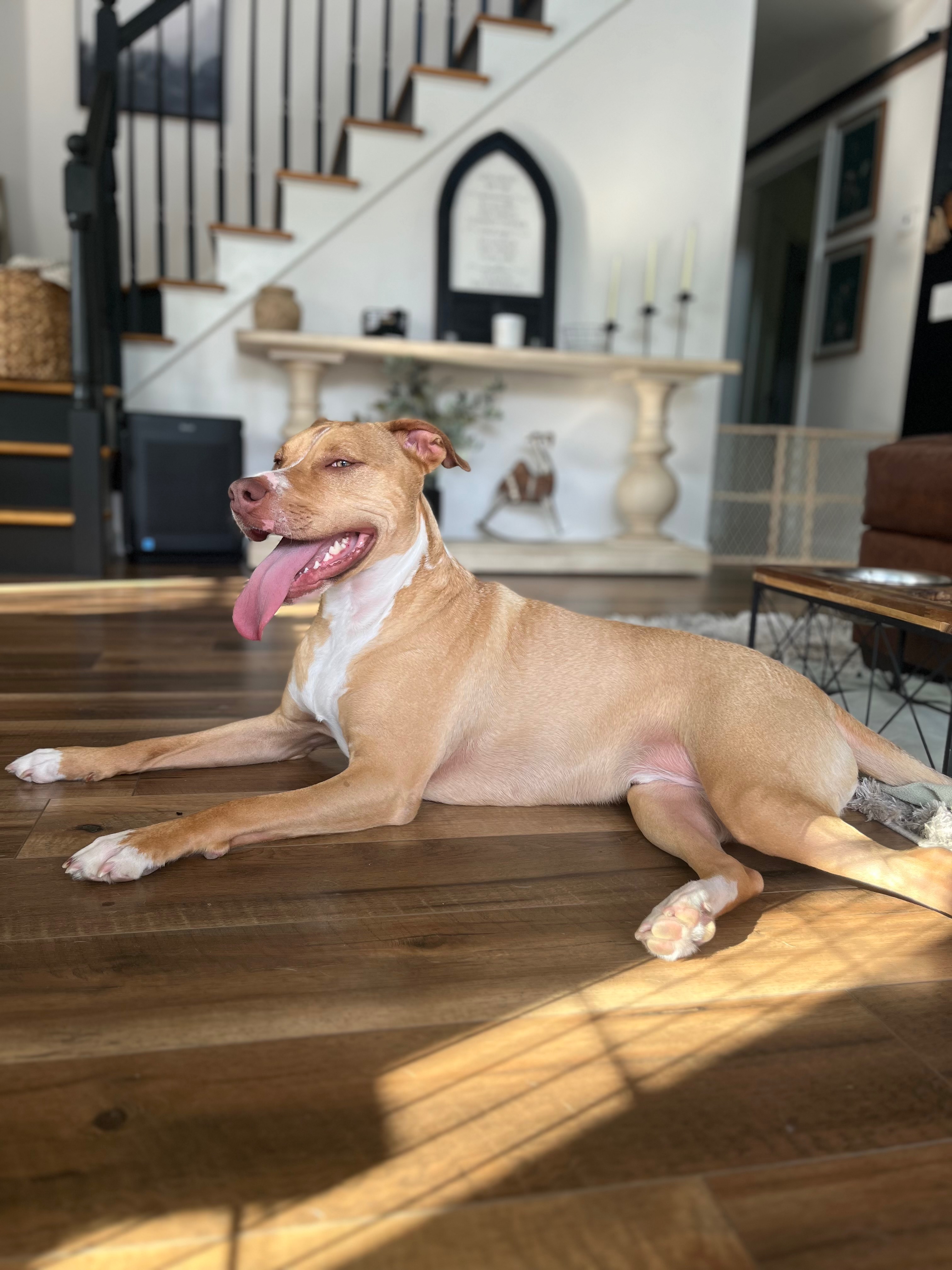Help Memphis Walk Again: Double ACL Surgery campaign photo, 2 of 8