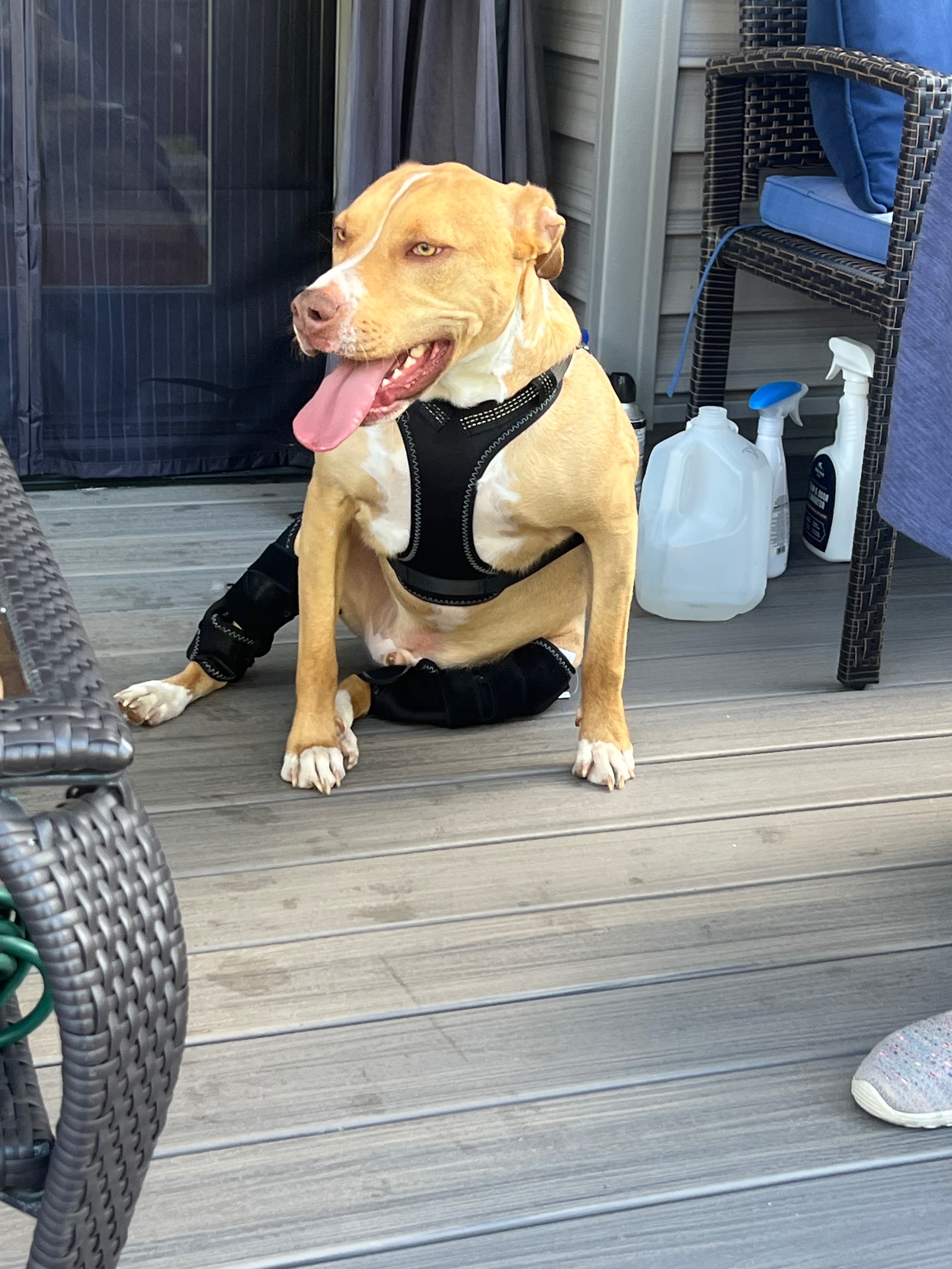 Help Memphis Walk Again: Double ACL Surgery campaign photo, 5 of 8