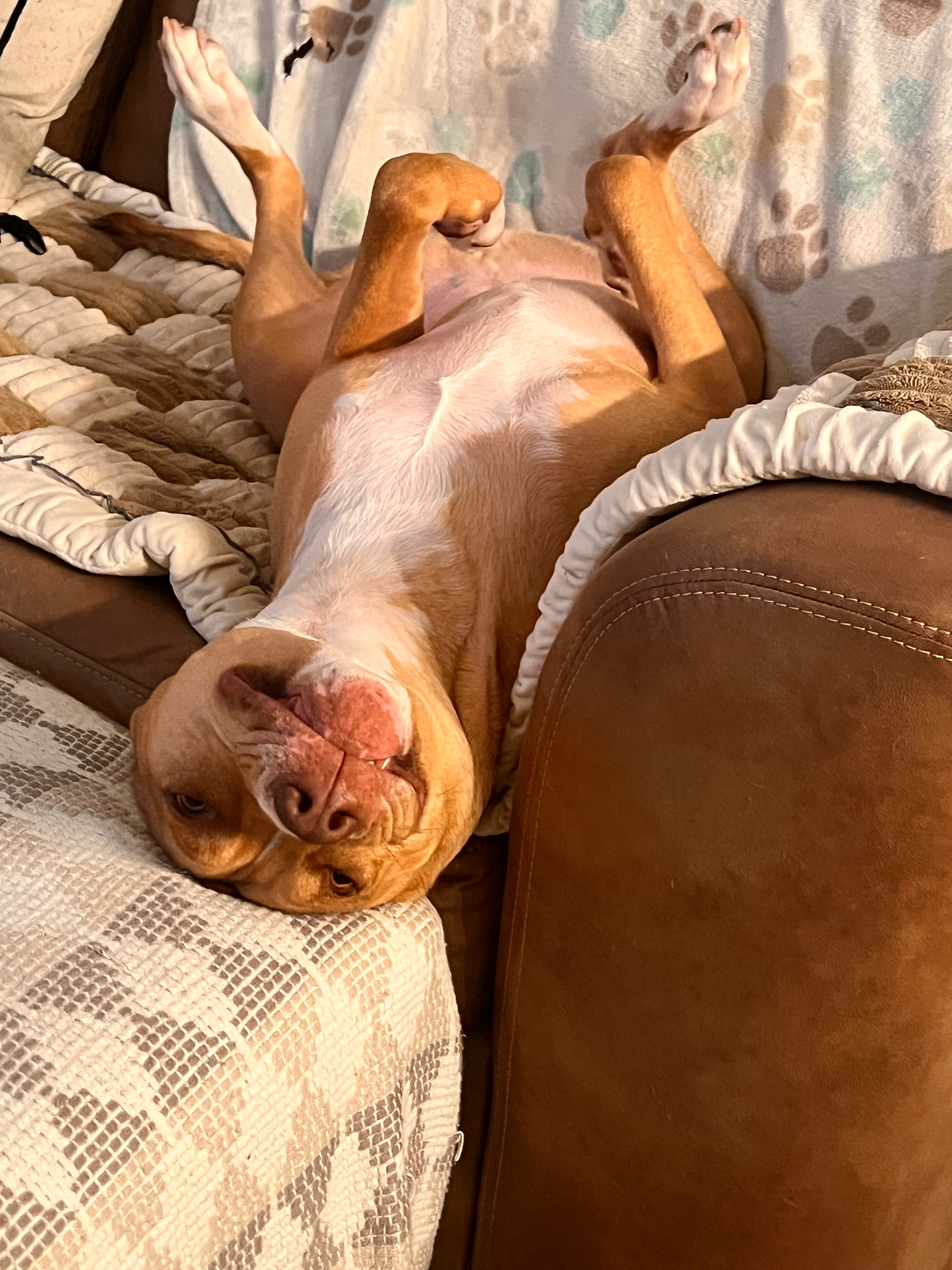 Help Memphis Walk Again: Double ACL Surgery campaign photo, 6 of 8