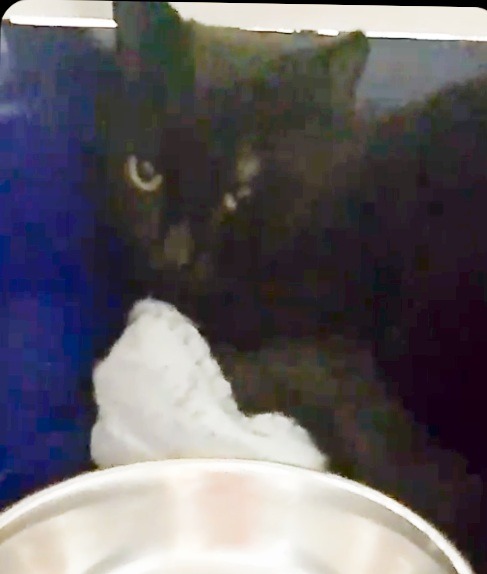 Waffles needs some help - Vet work & Desexing campaign photo, 2 of 8