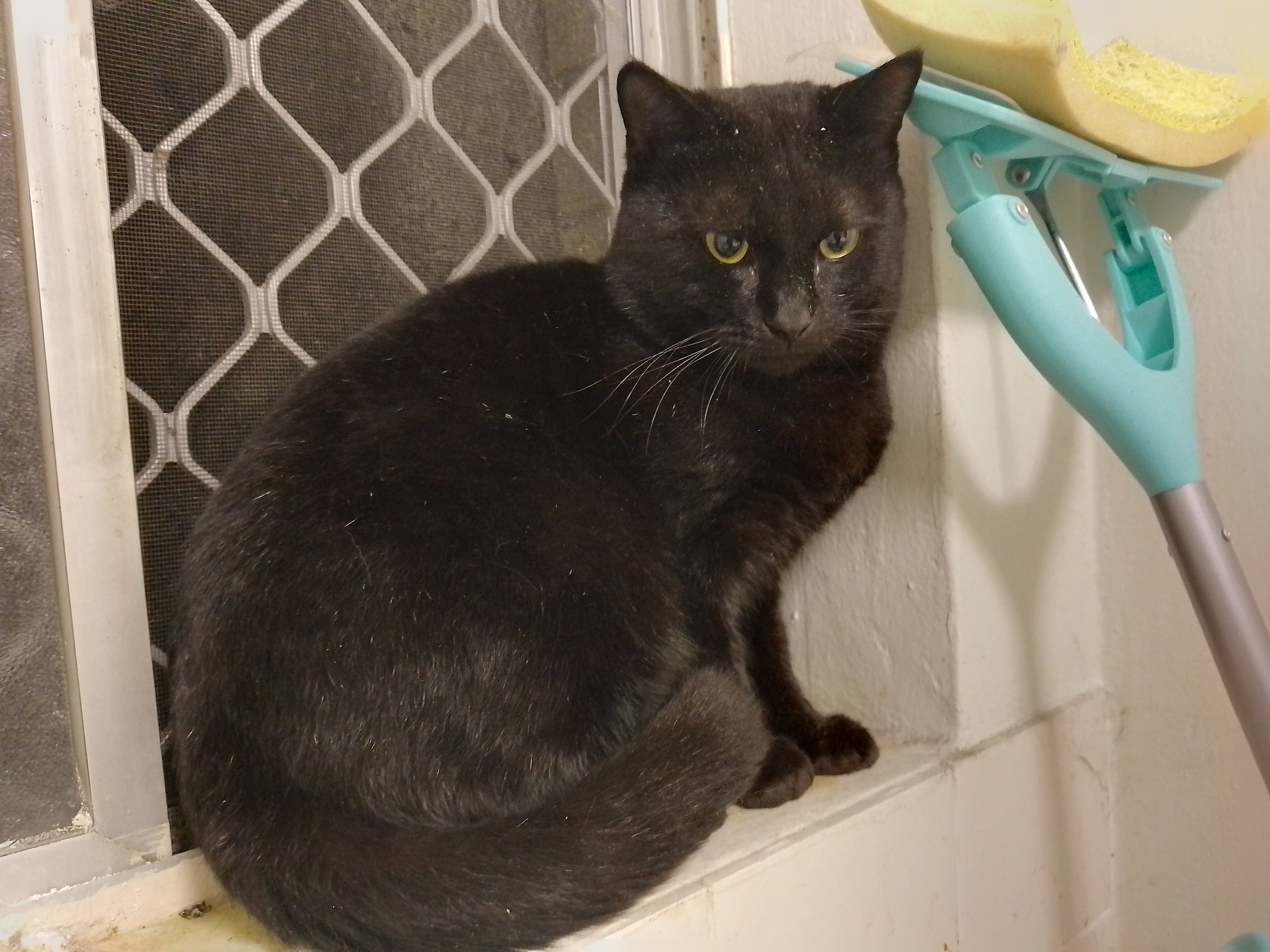 Waffles needs some help - Vet work & Desexing campaign photo, 4 of 8