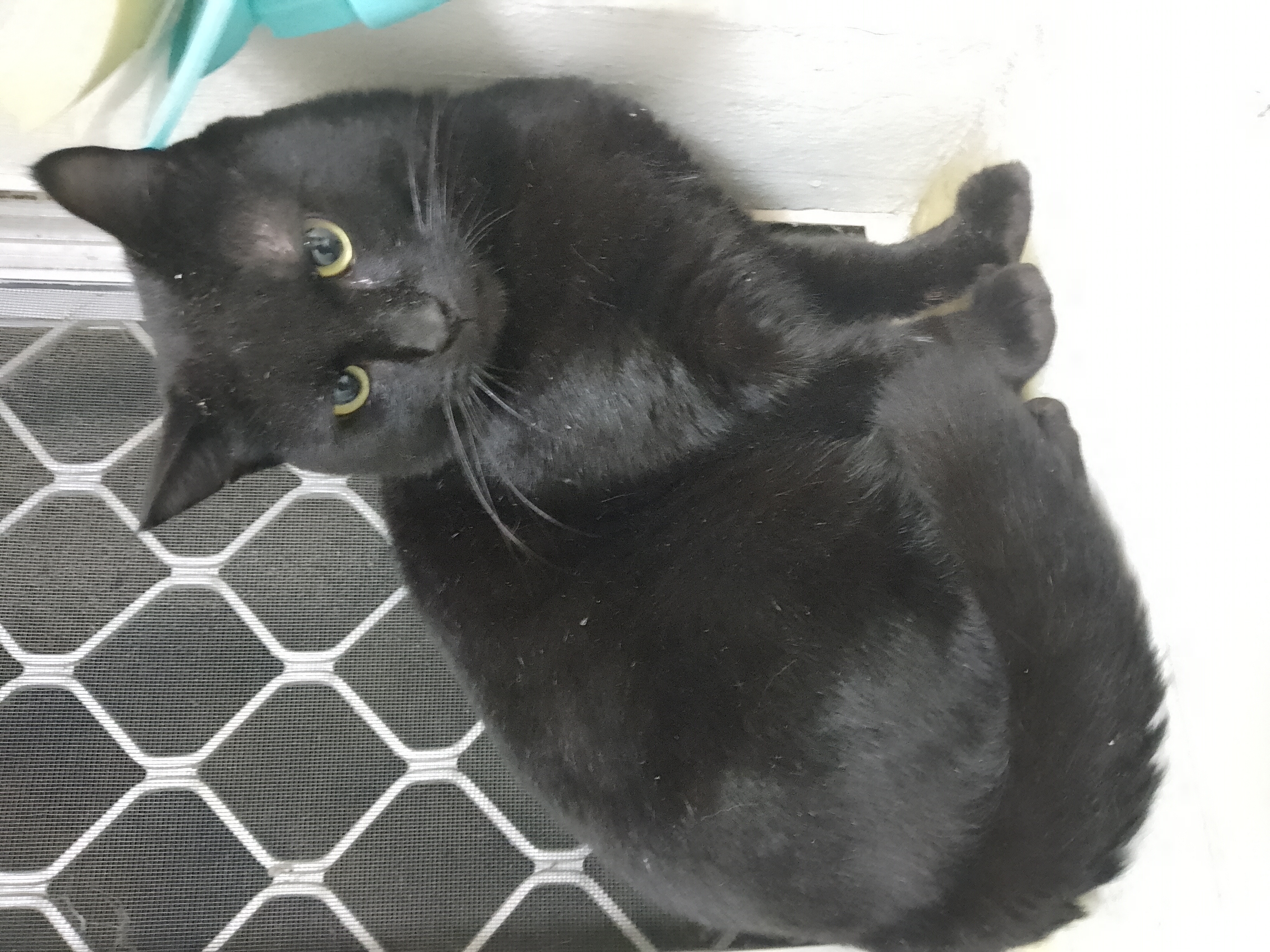 Waffles needs some help - Vet work & Desexing campaign photo, 5 of 8