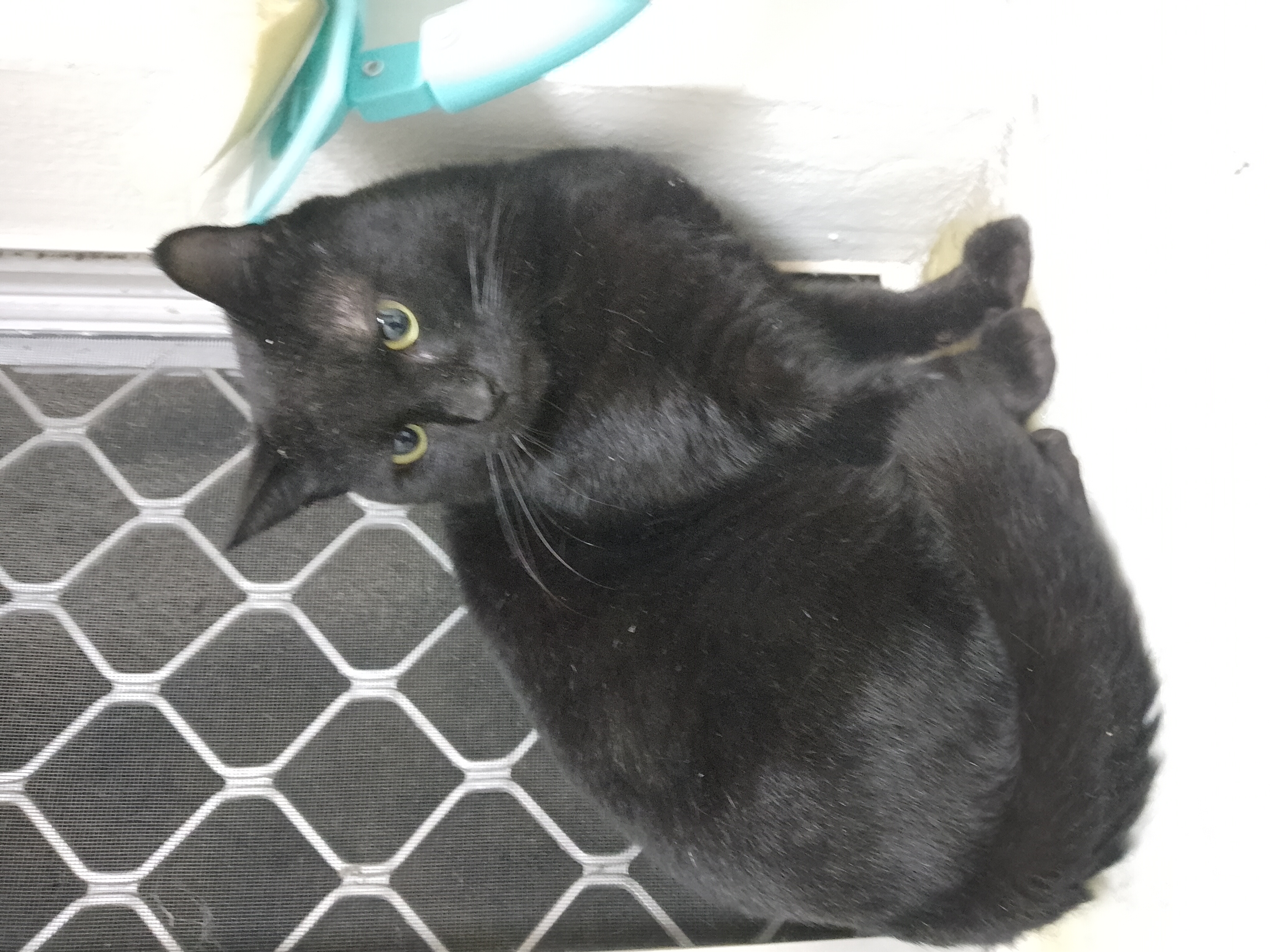 Waffles needs some help - Vet work & Desexing campaign photo, 6 of 8