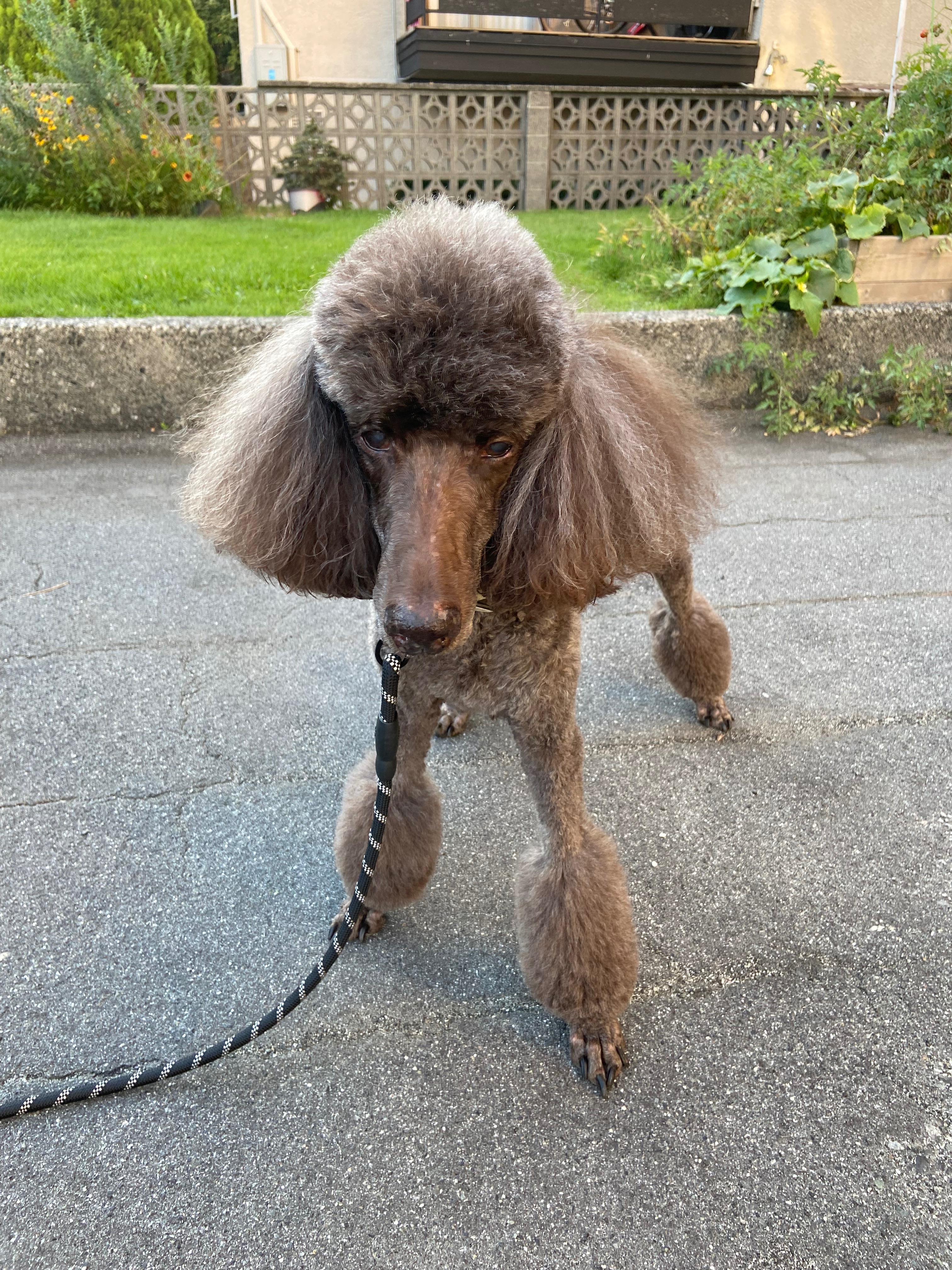 Help provide Annabelle care - she has bladder cancer campaign photo, 5 of 6