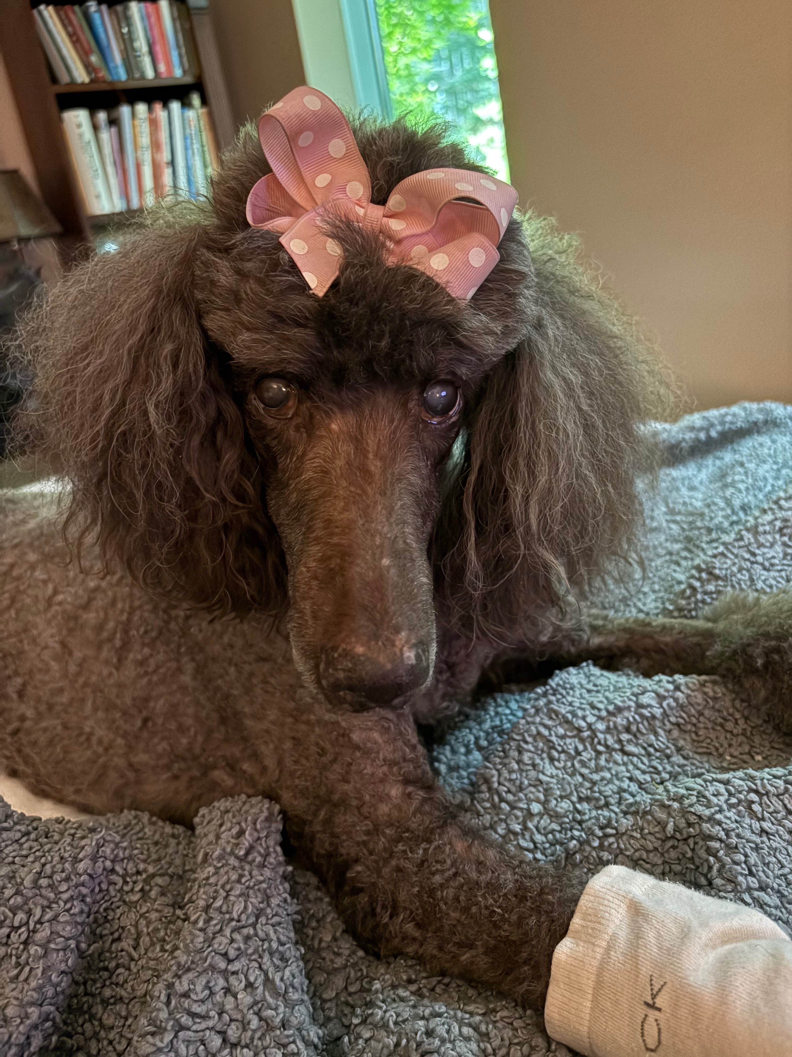 Help provide Annabelle care - she has bladder cancer campaign photo, 4 of 6