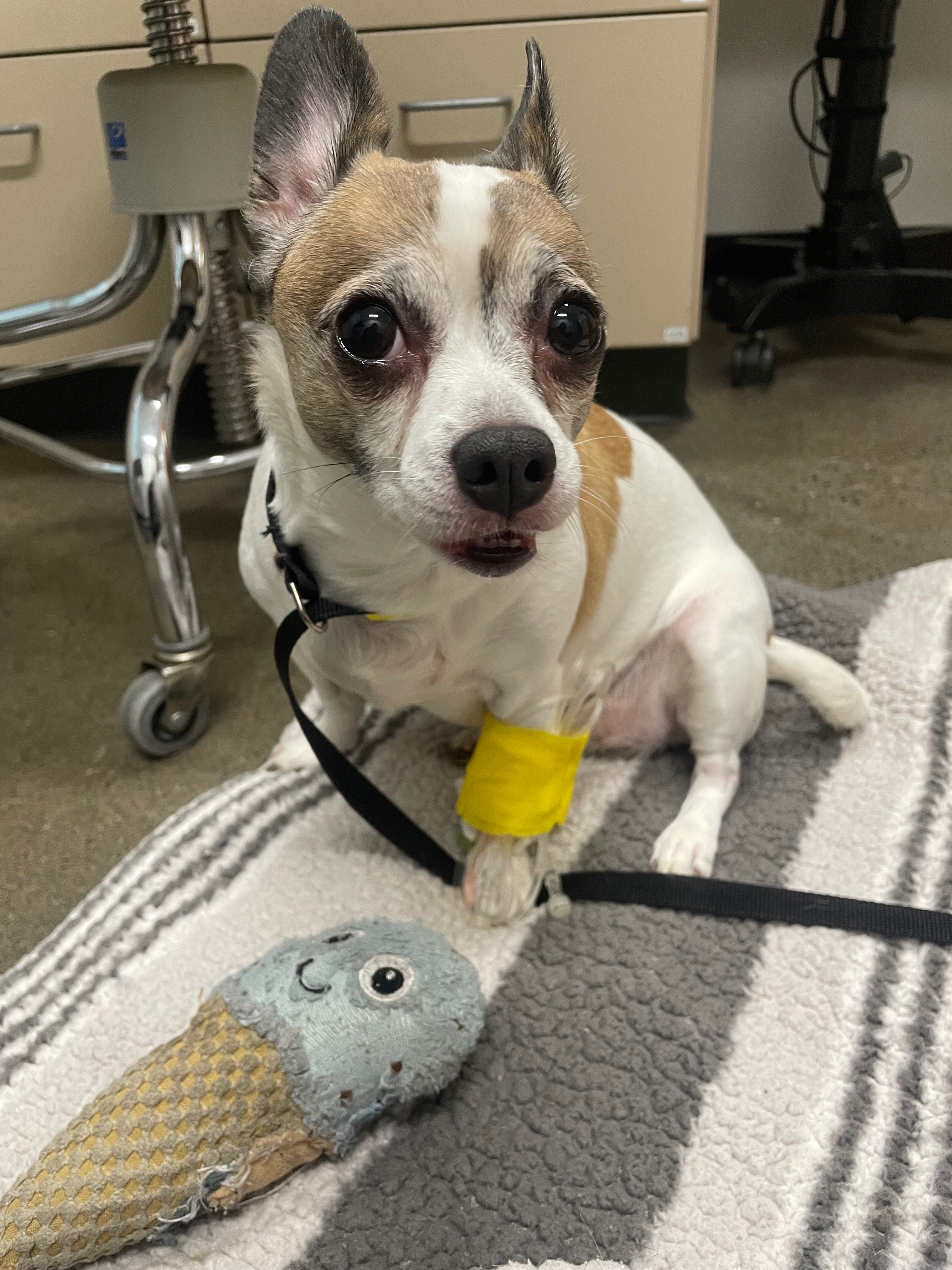 Help Bunny Overcome Her Back Injury campaign photo, 4 of 6