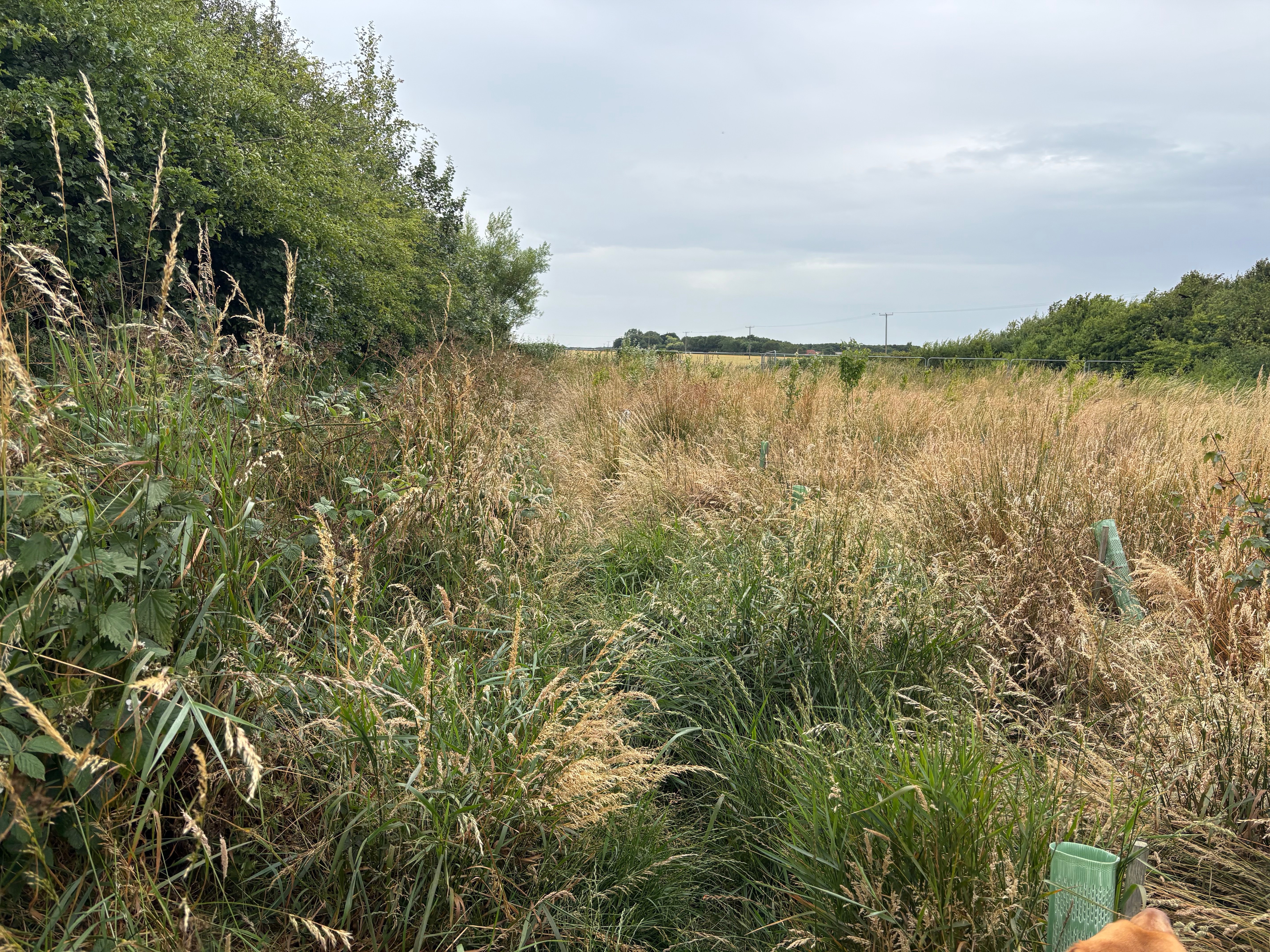 Wildlife habitat maintenance campaign photo, 5 of 8