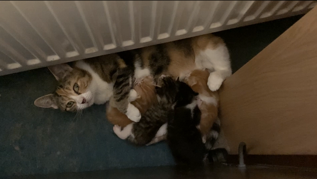 User-uploaded image 1