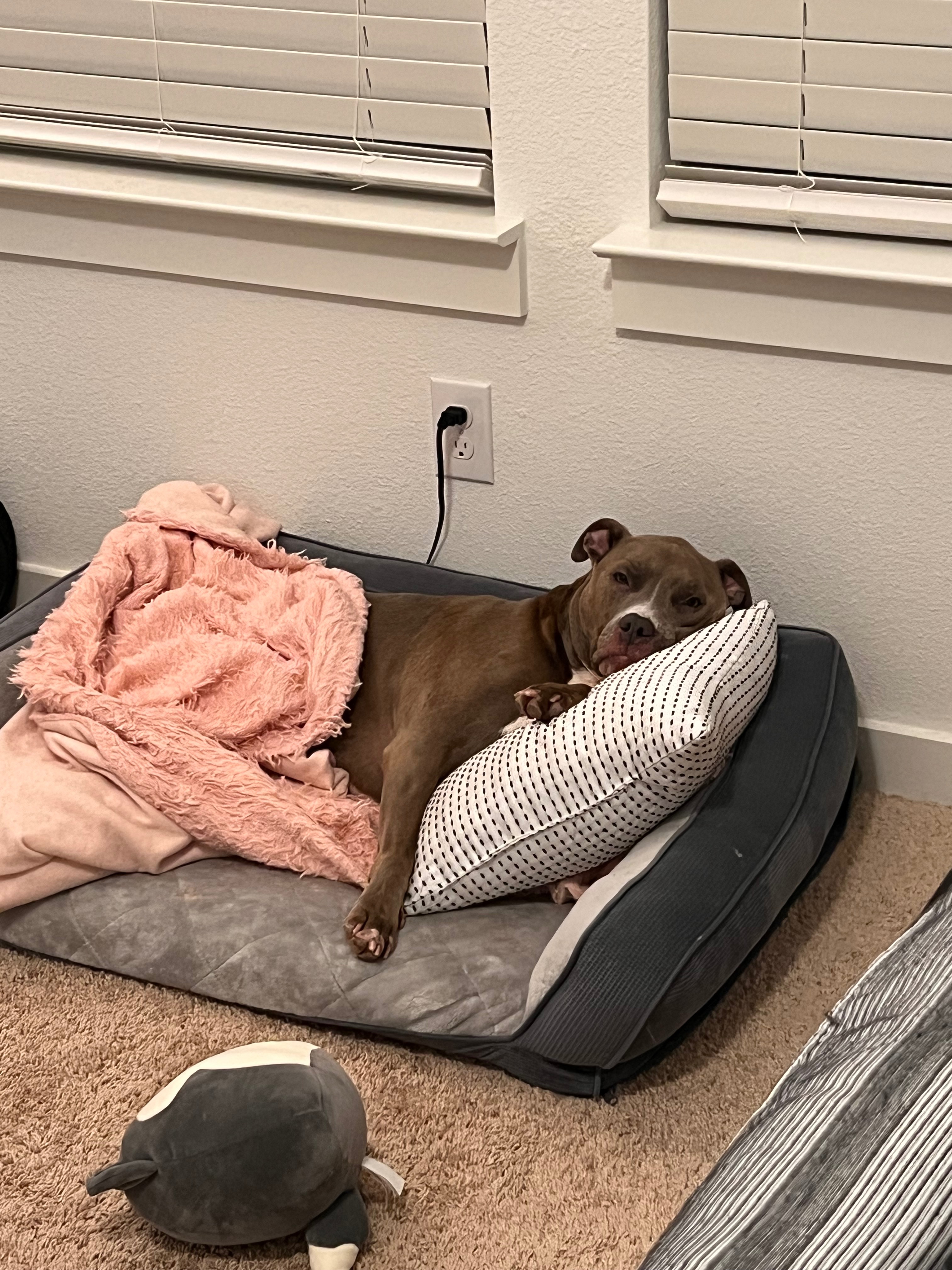 Help Leia Recover from Facial Paralysis campaign photo, 2 of 8