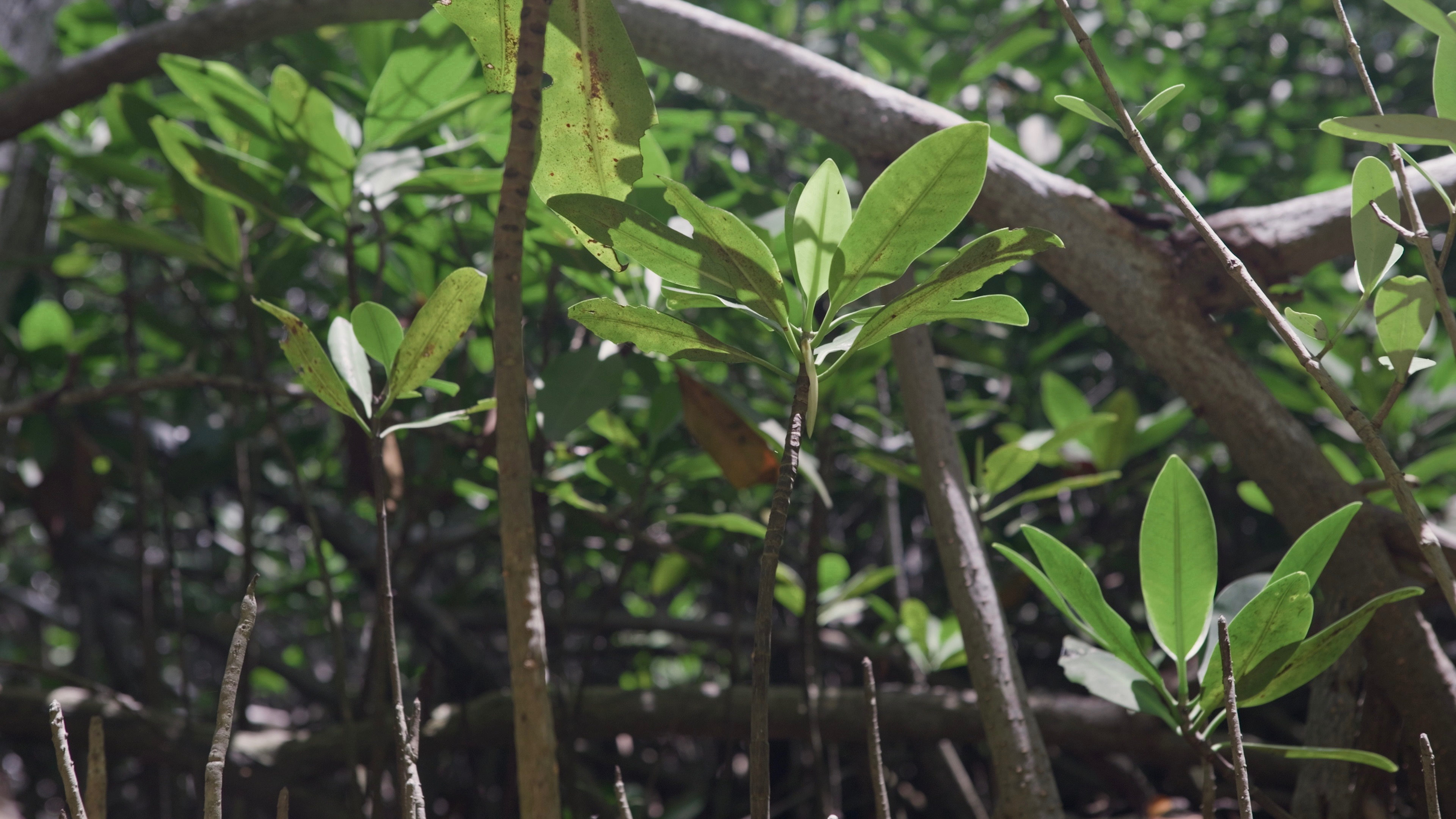 Mangroven, Mut und Wandel – Ein Dokumentarfilm aus Yucatán campaign photo, 5 of 8