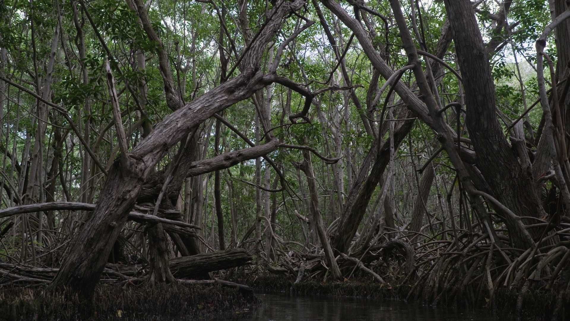 Mangroven, Mut und Wandel – Ein Dokumentarfilm aus Yucatán campaign photo, 6 of 8
